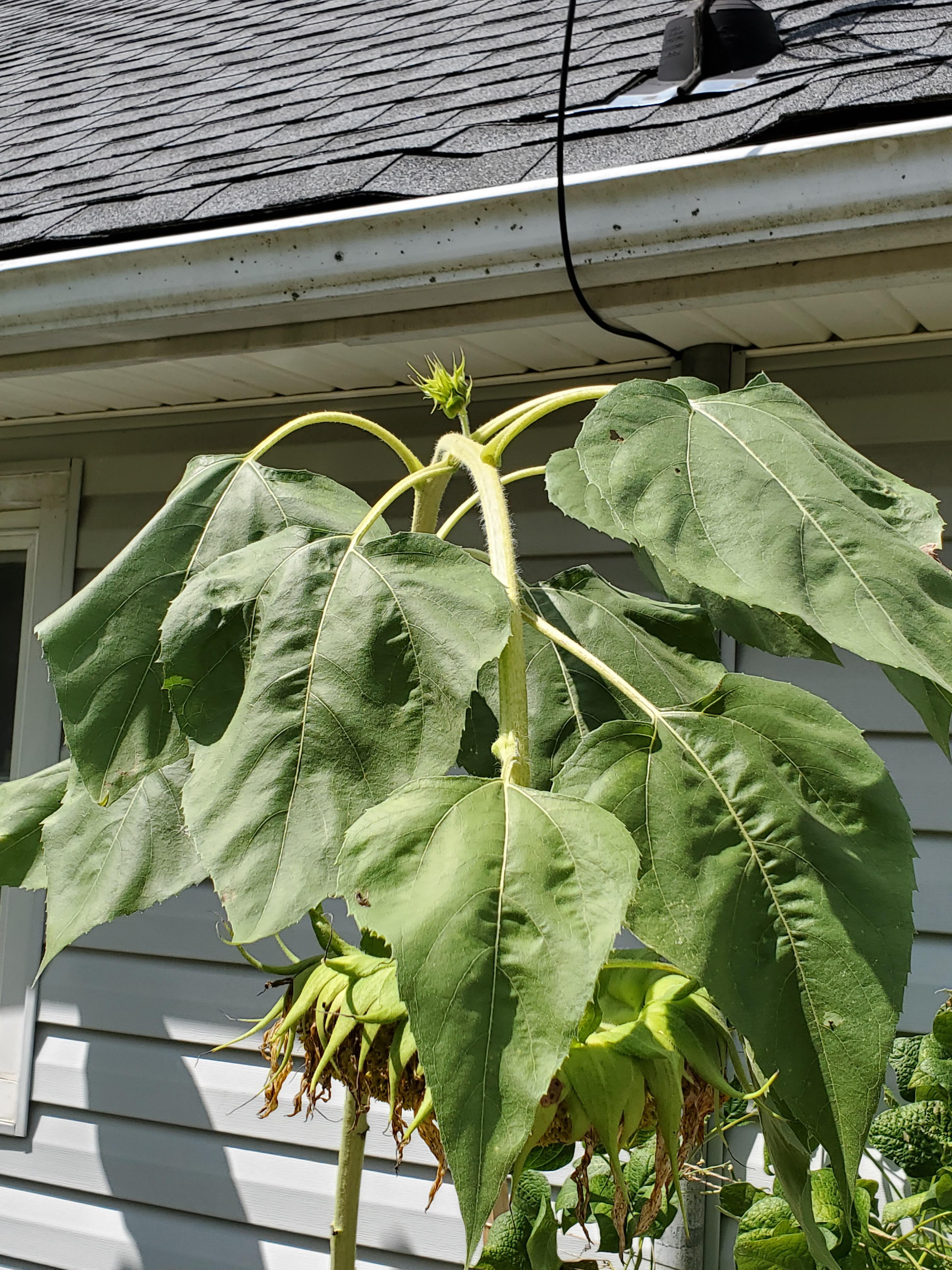 My dropped sunflower sprouted a baby. r/gardening