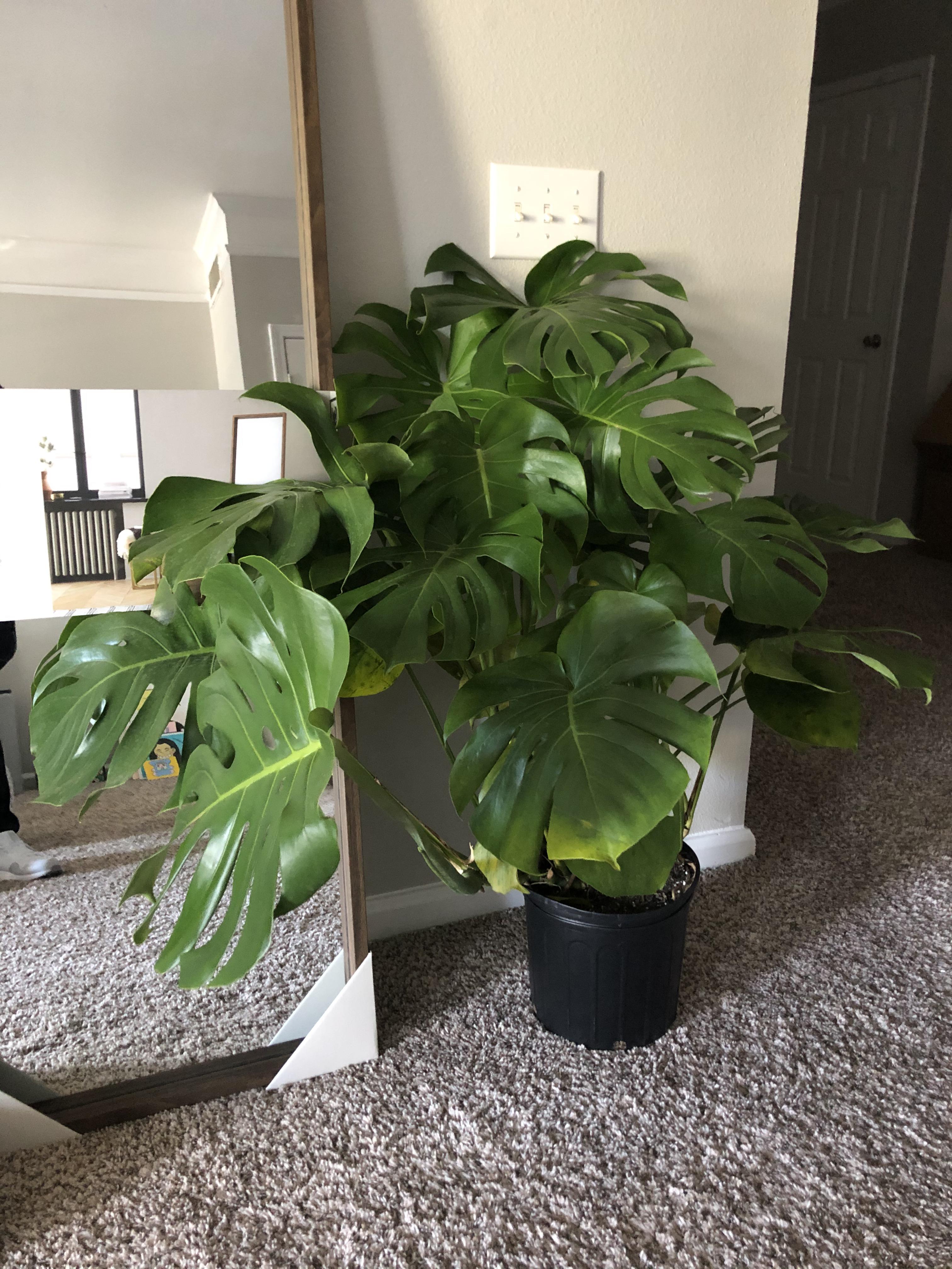 12.99 at my local Kroger! r/houseplants