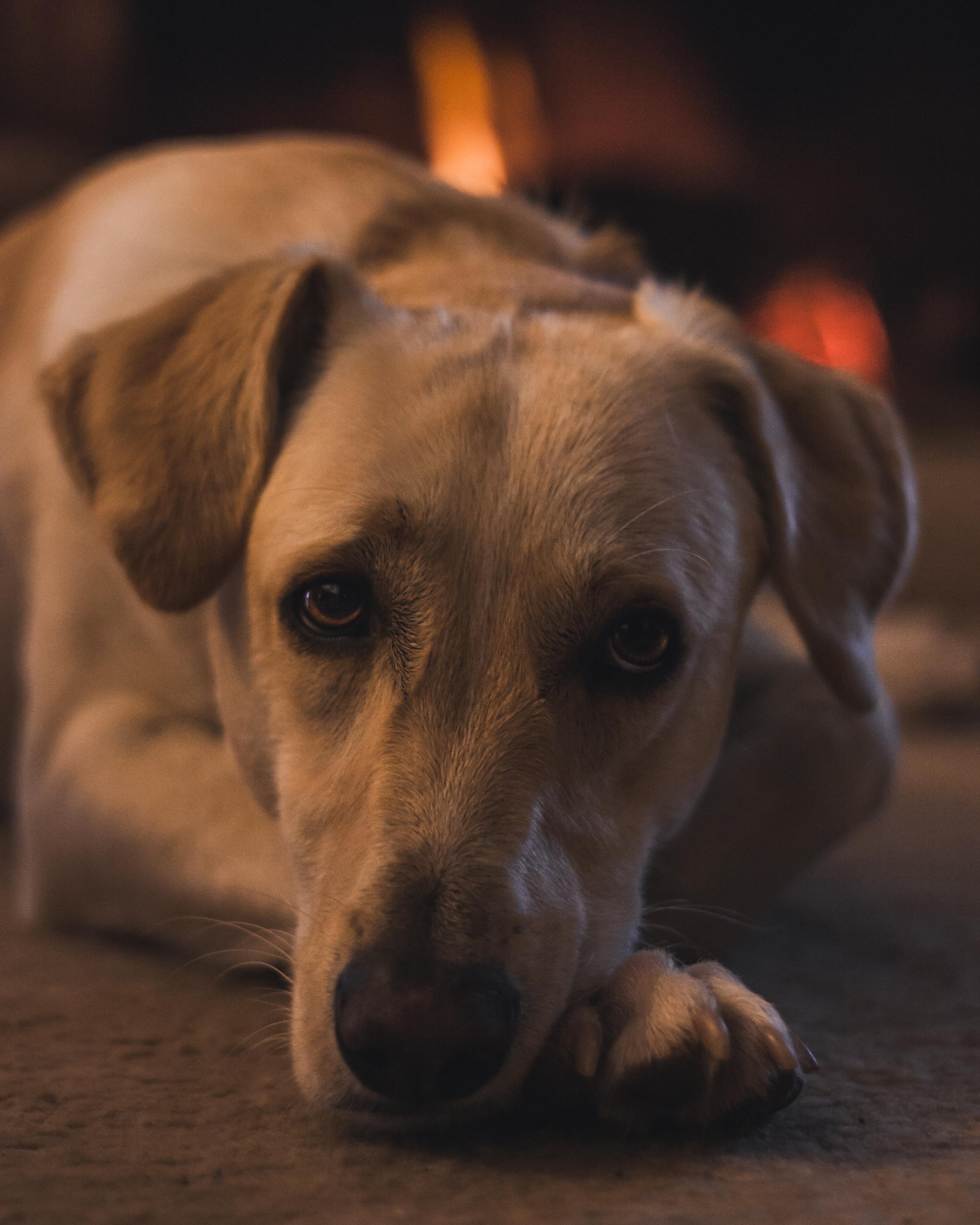 My dog in front of the fireplace. Critique my post! r/photocritique