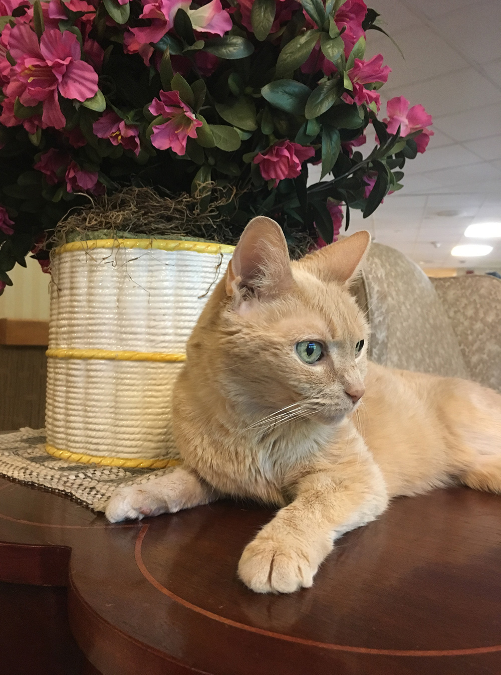 Joy, resident therapy cat at a nursing home in the Bronx r/Catswithjobs