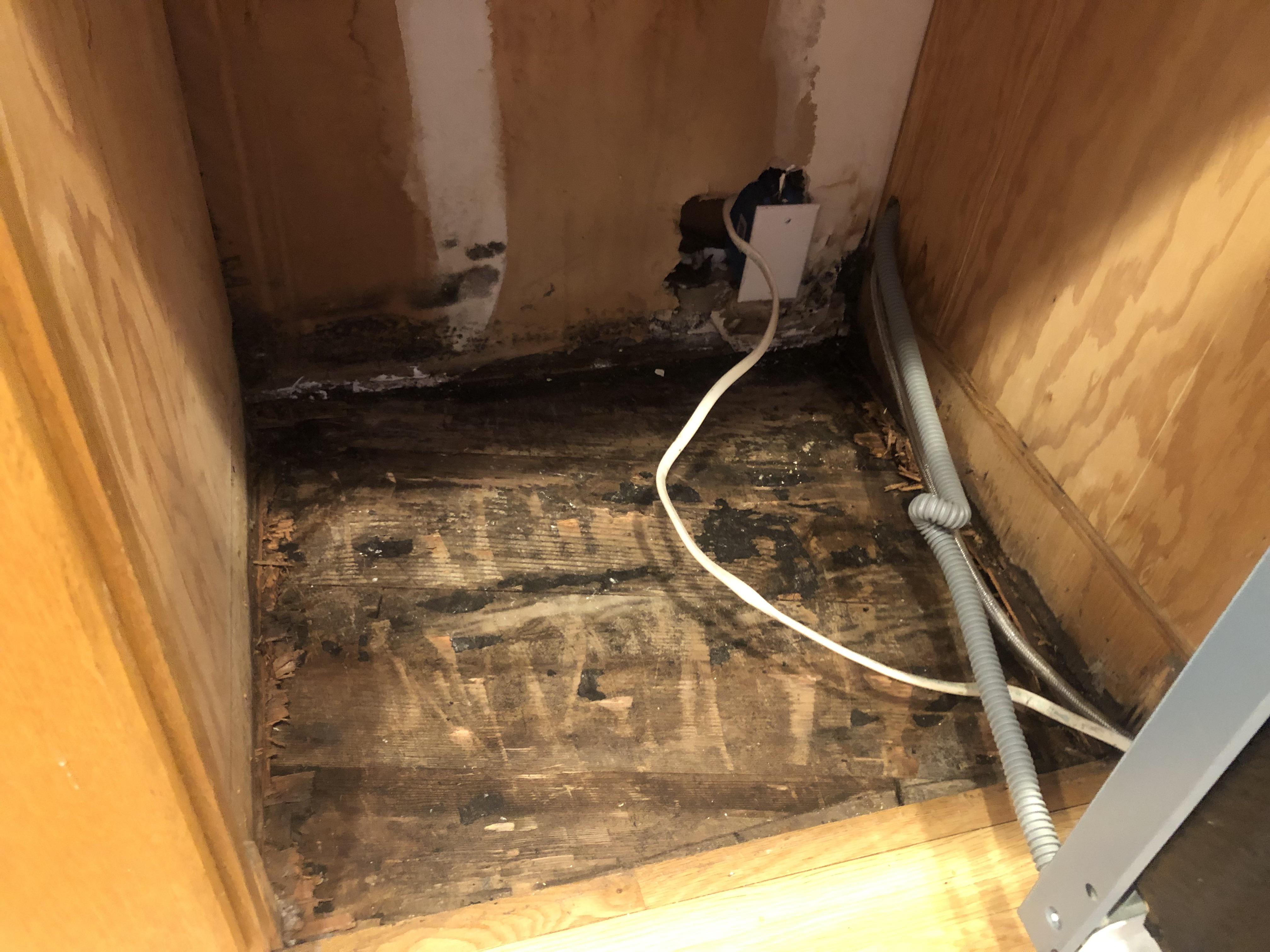 Mold under dishwasher r/Mold