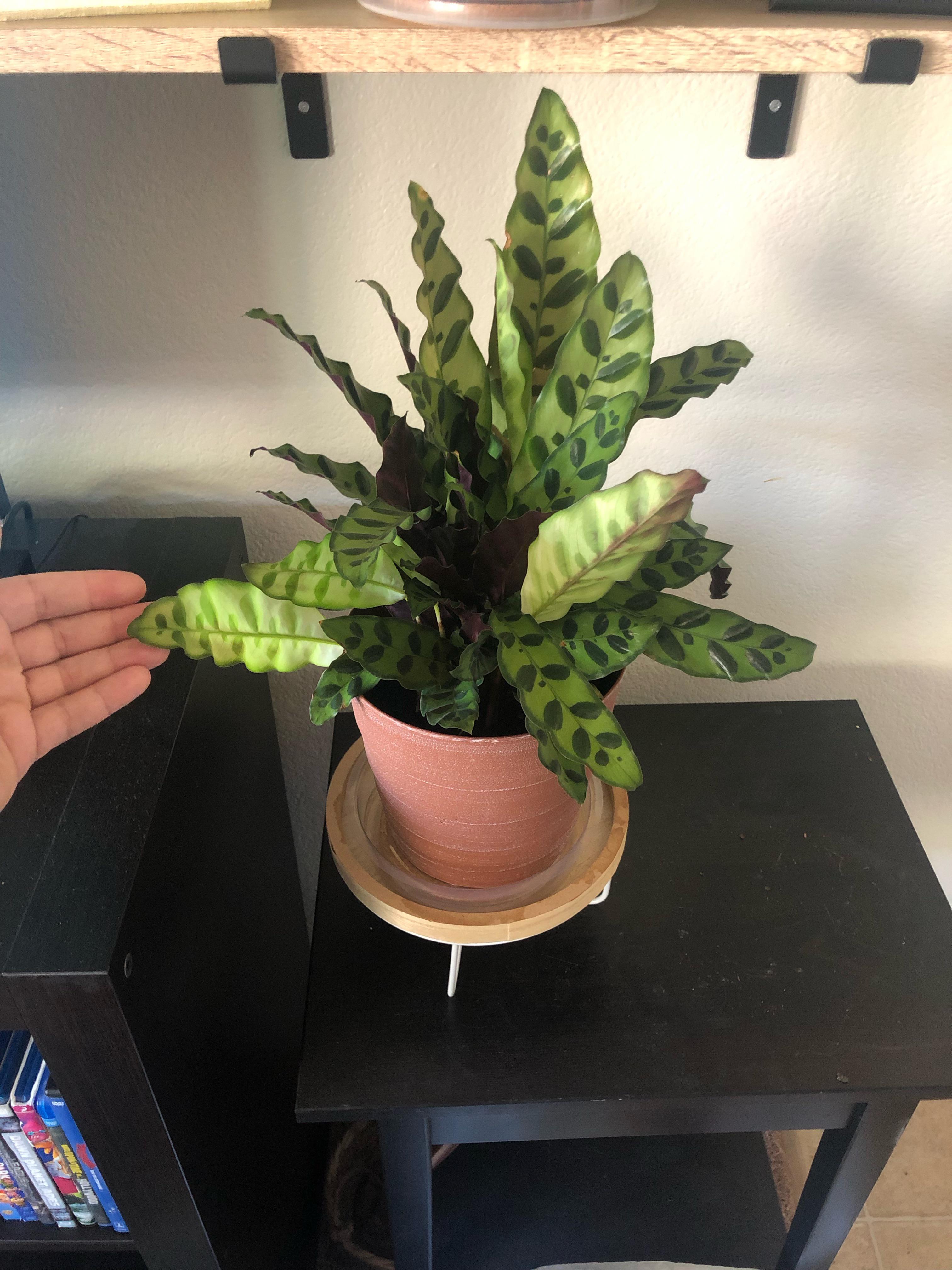 Rattles snake plant leaves turning light green. What does that mean? In
