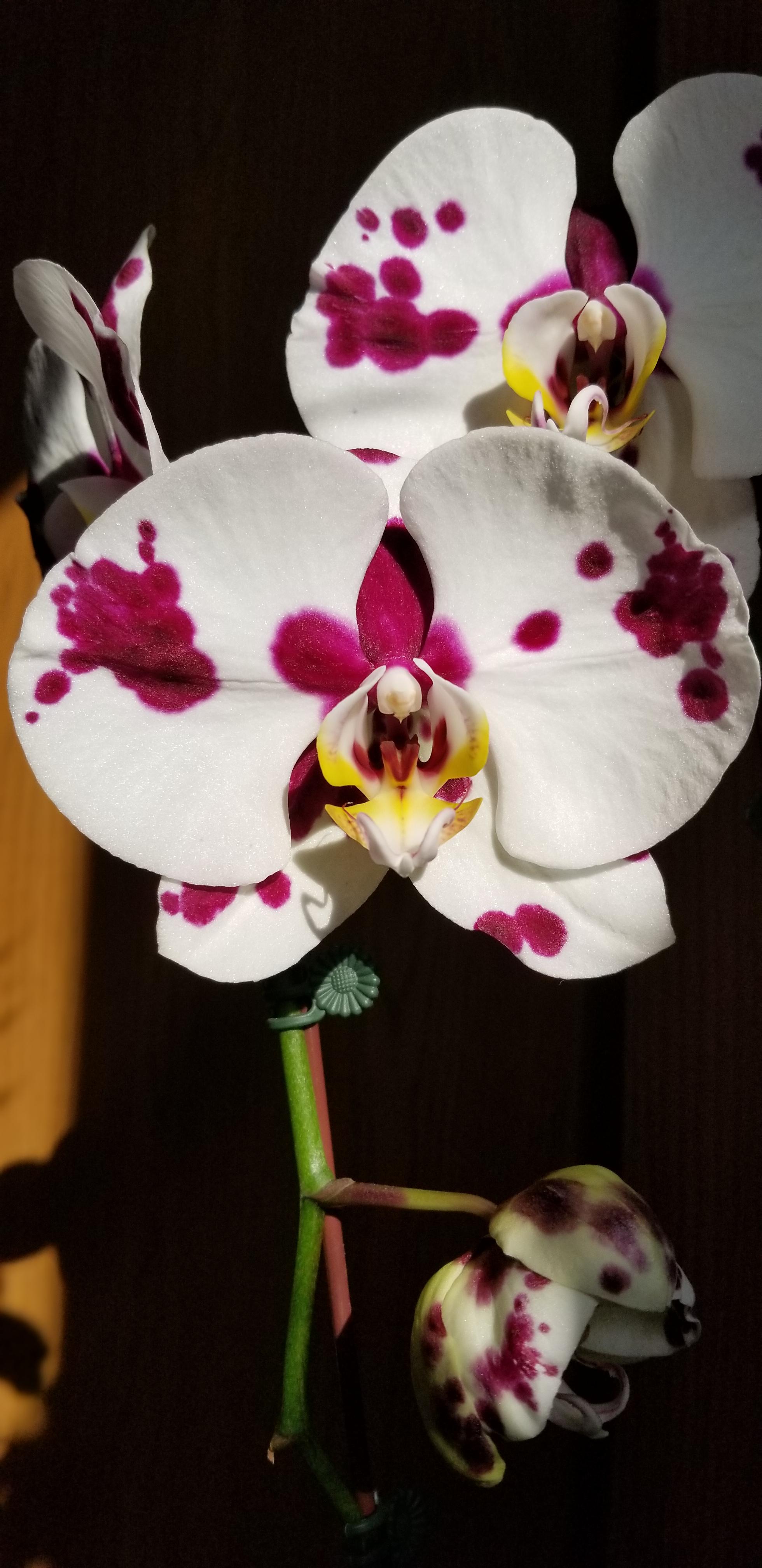 Probably the best present I could have ever recieved for Valentine's