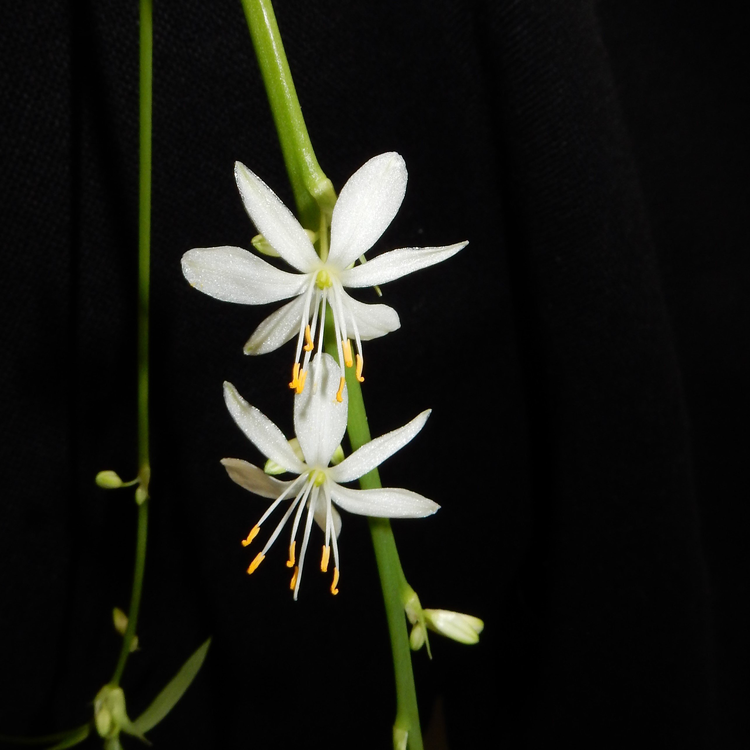 My spider plant is blooming for the first time and I wanted to share