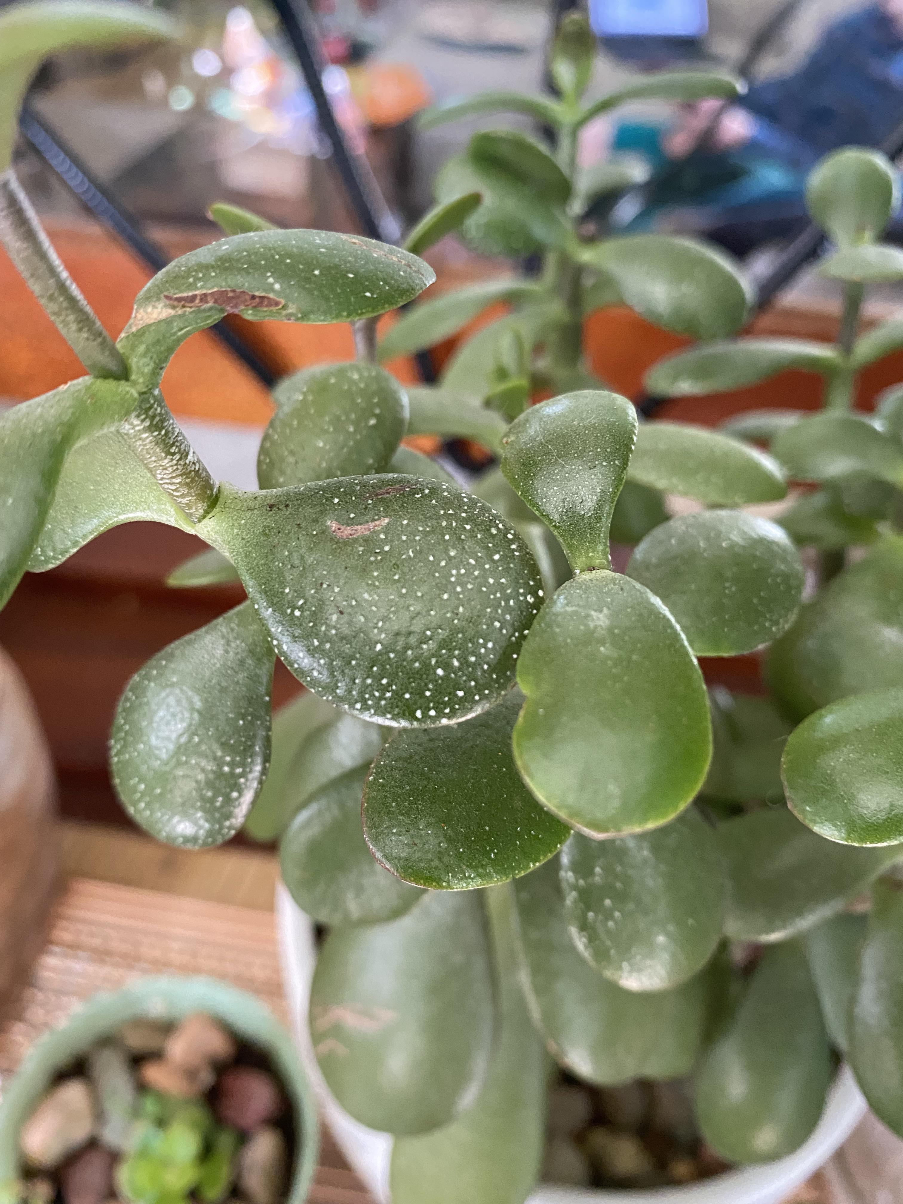 Tiny white spots on jade plant r/plantclinic