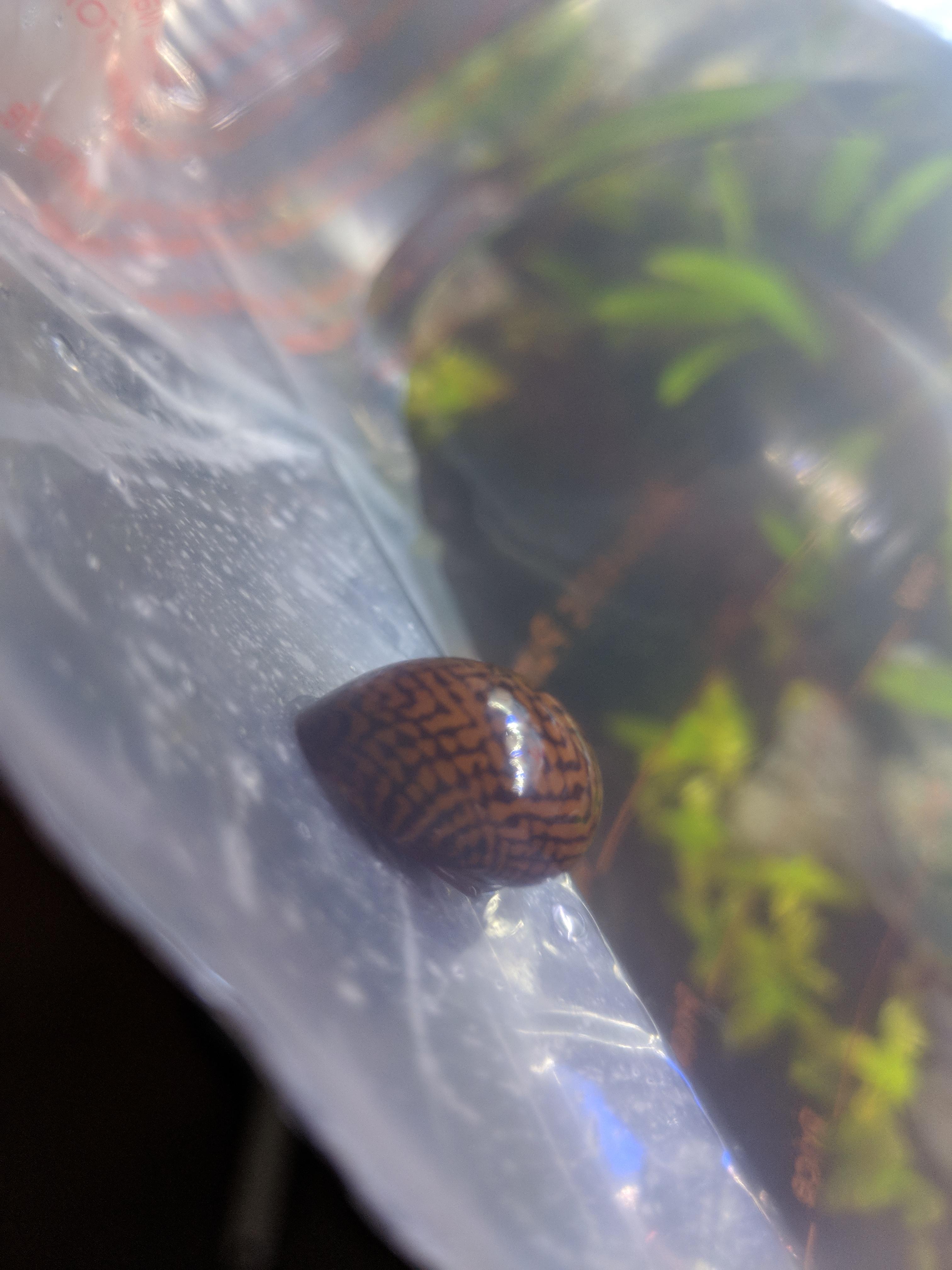 Got this snail at petco bc of its cool shell r/AquaticSnails