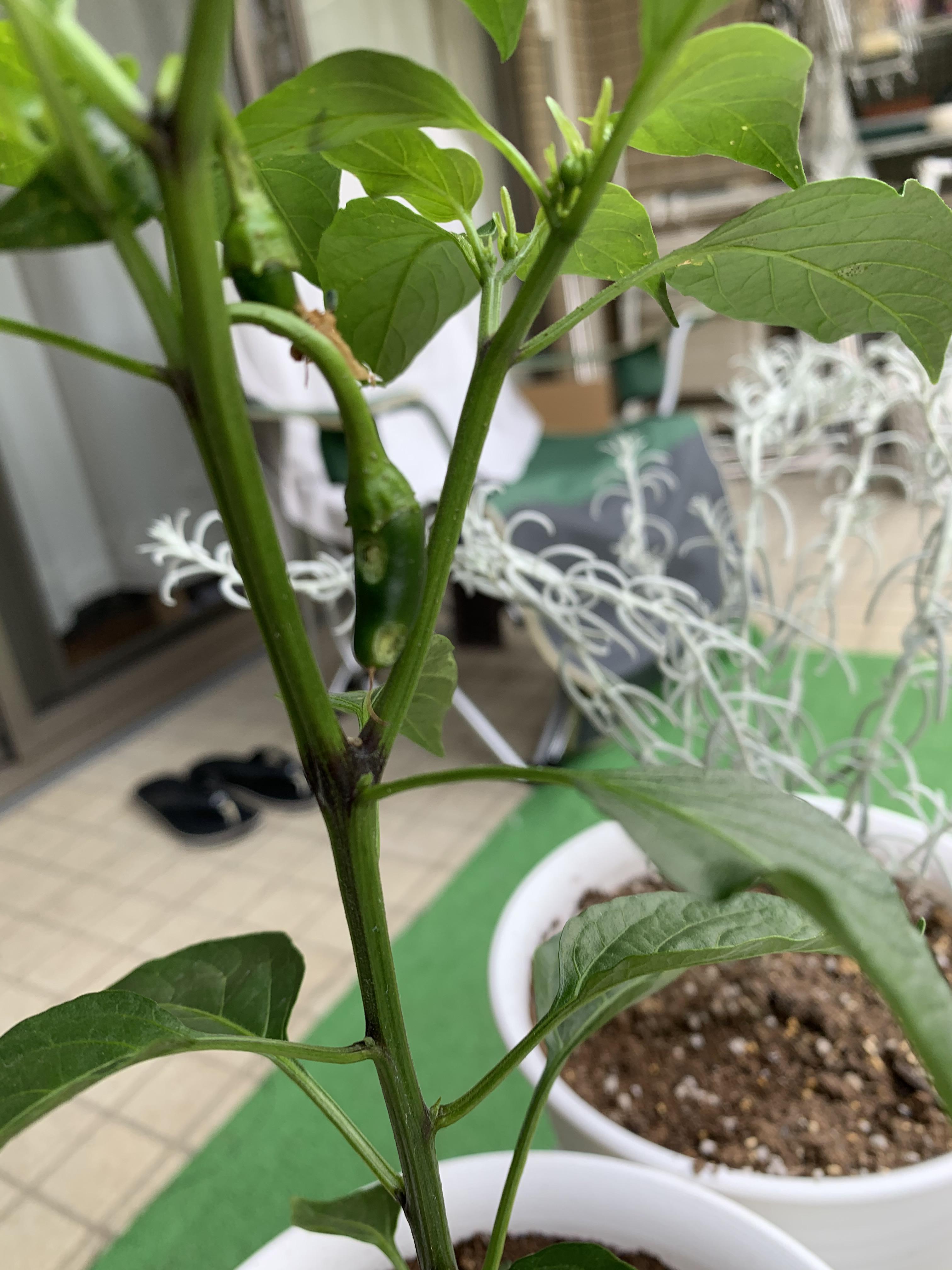 Is this disease or pests on my jalapeño? Is there anything I can do to