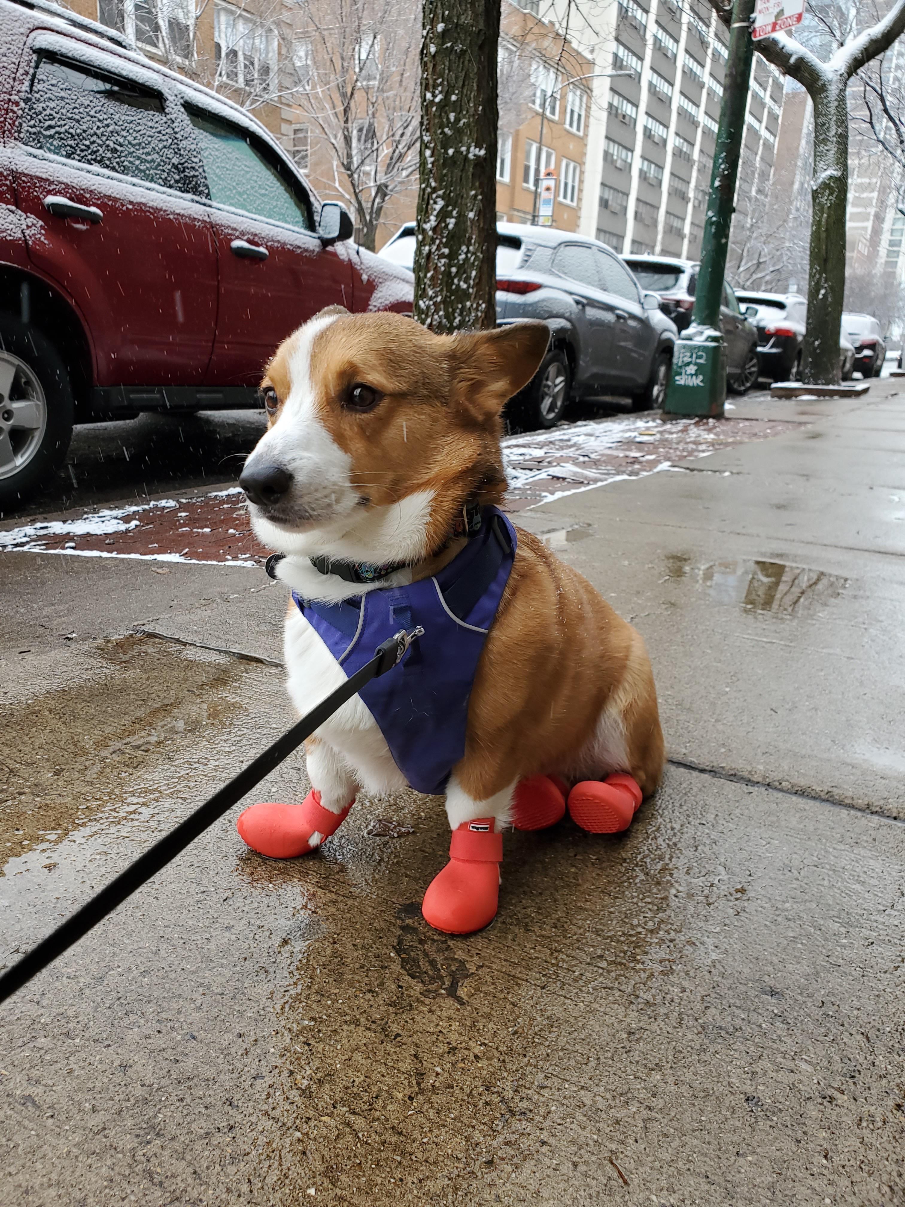 Boots hates his boots r/aww