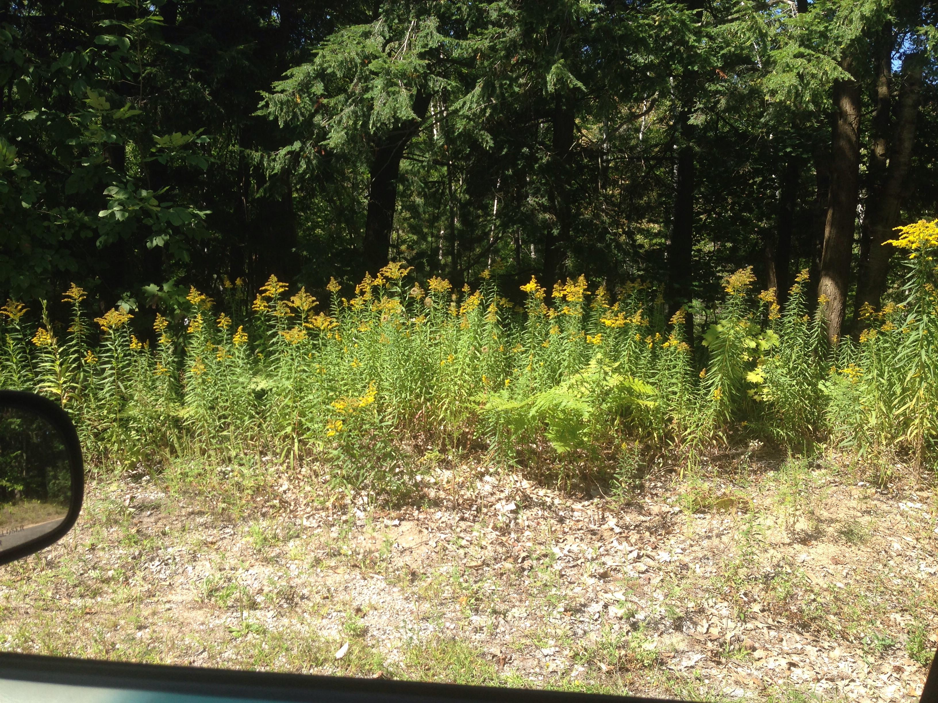 Found all this mountain flower irl