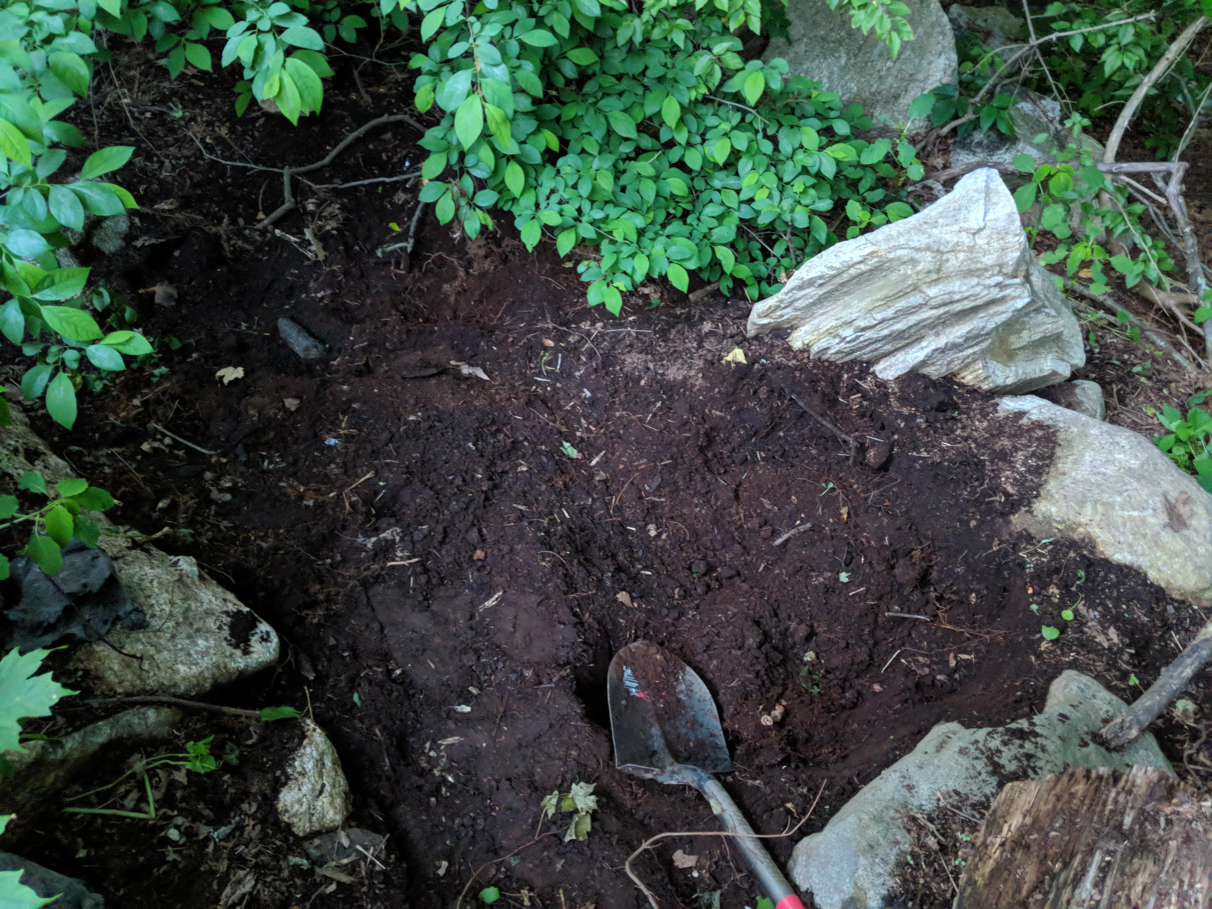 I found yards of the most beautiful natural leaf compost in my yard