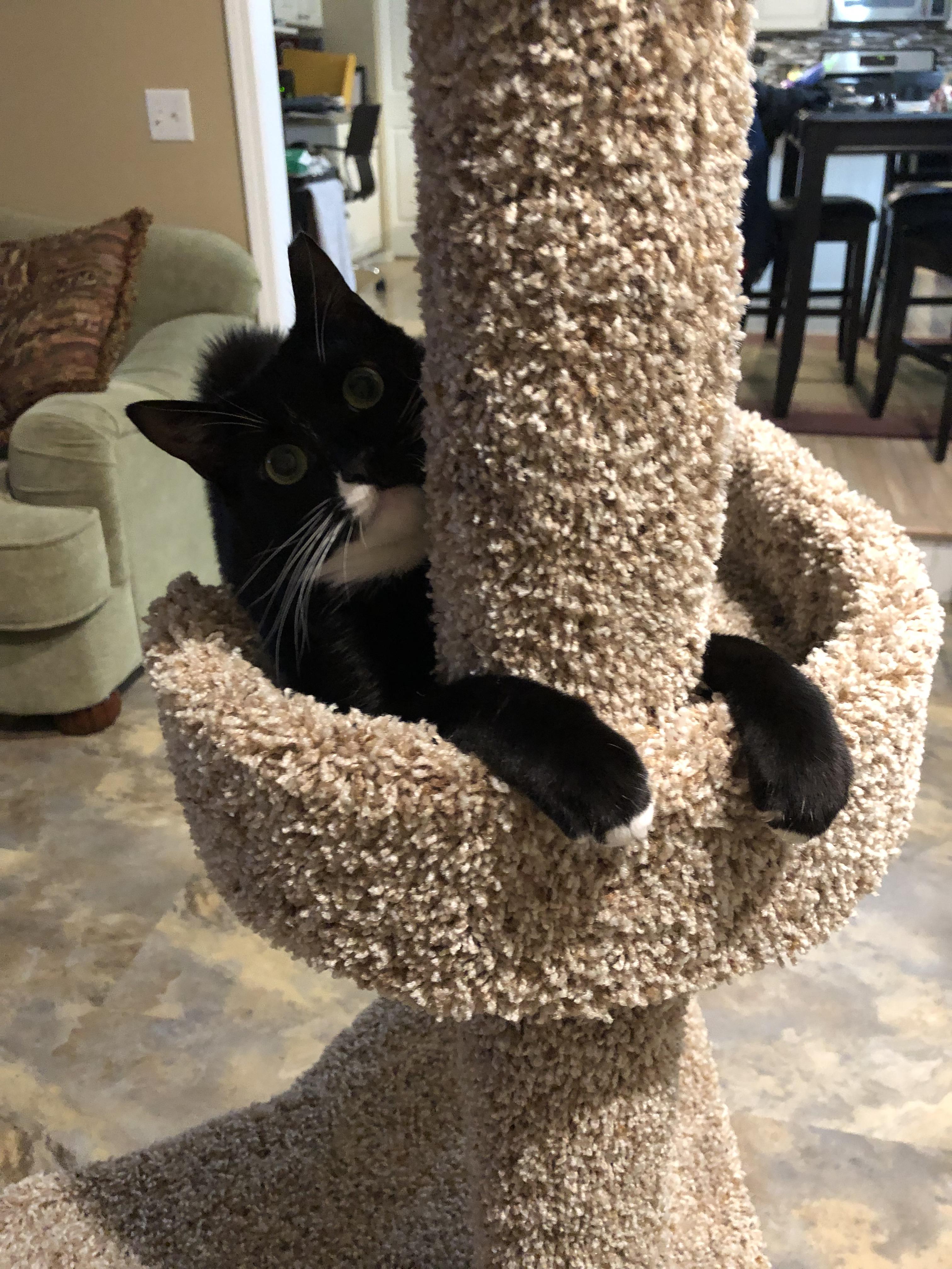 My cats love their tree! r/catpics