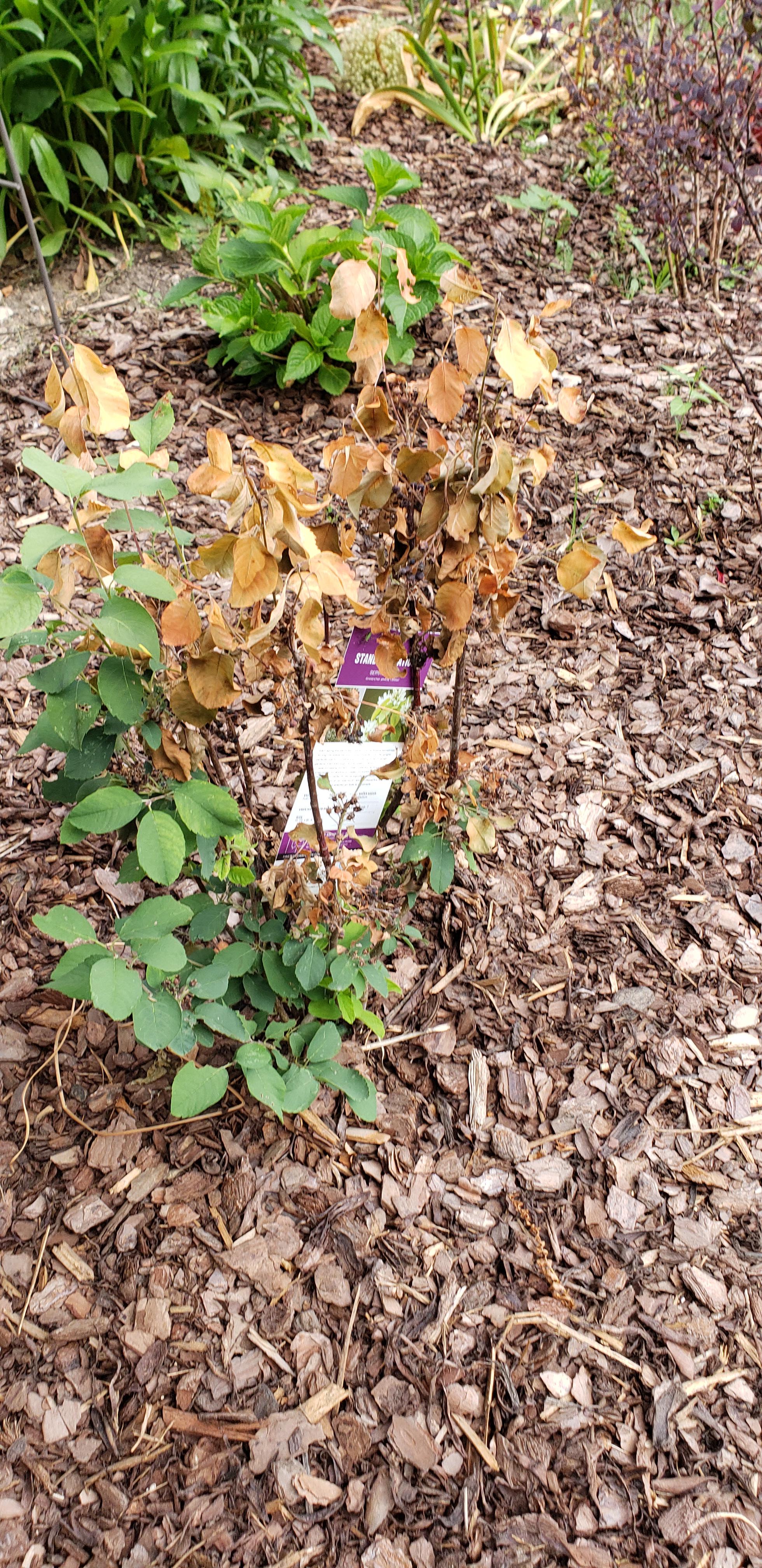 Is my Standing Ovation serviceberry dying? 5b r/gardening