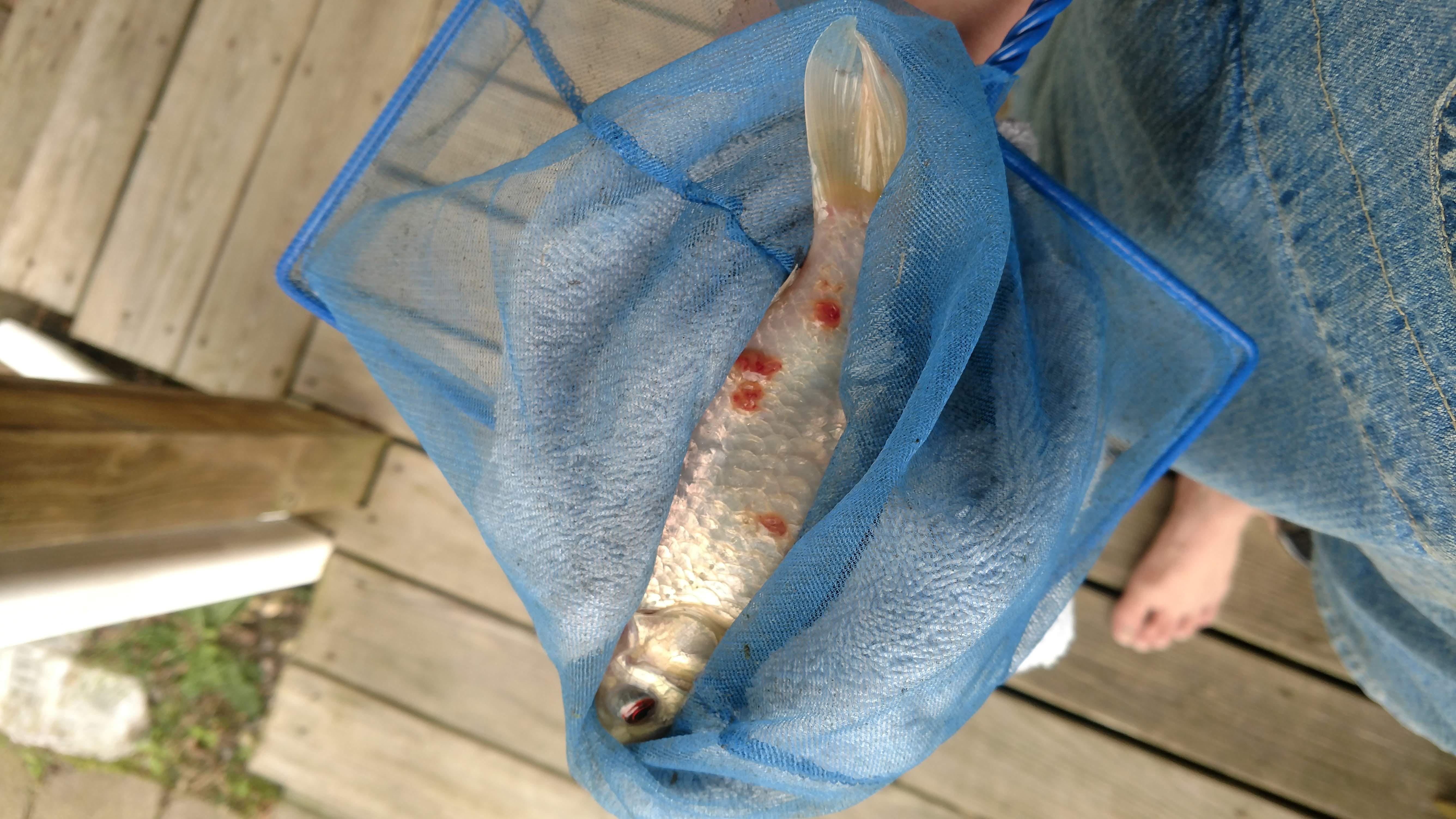 Is this anchor worms? r/Koi