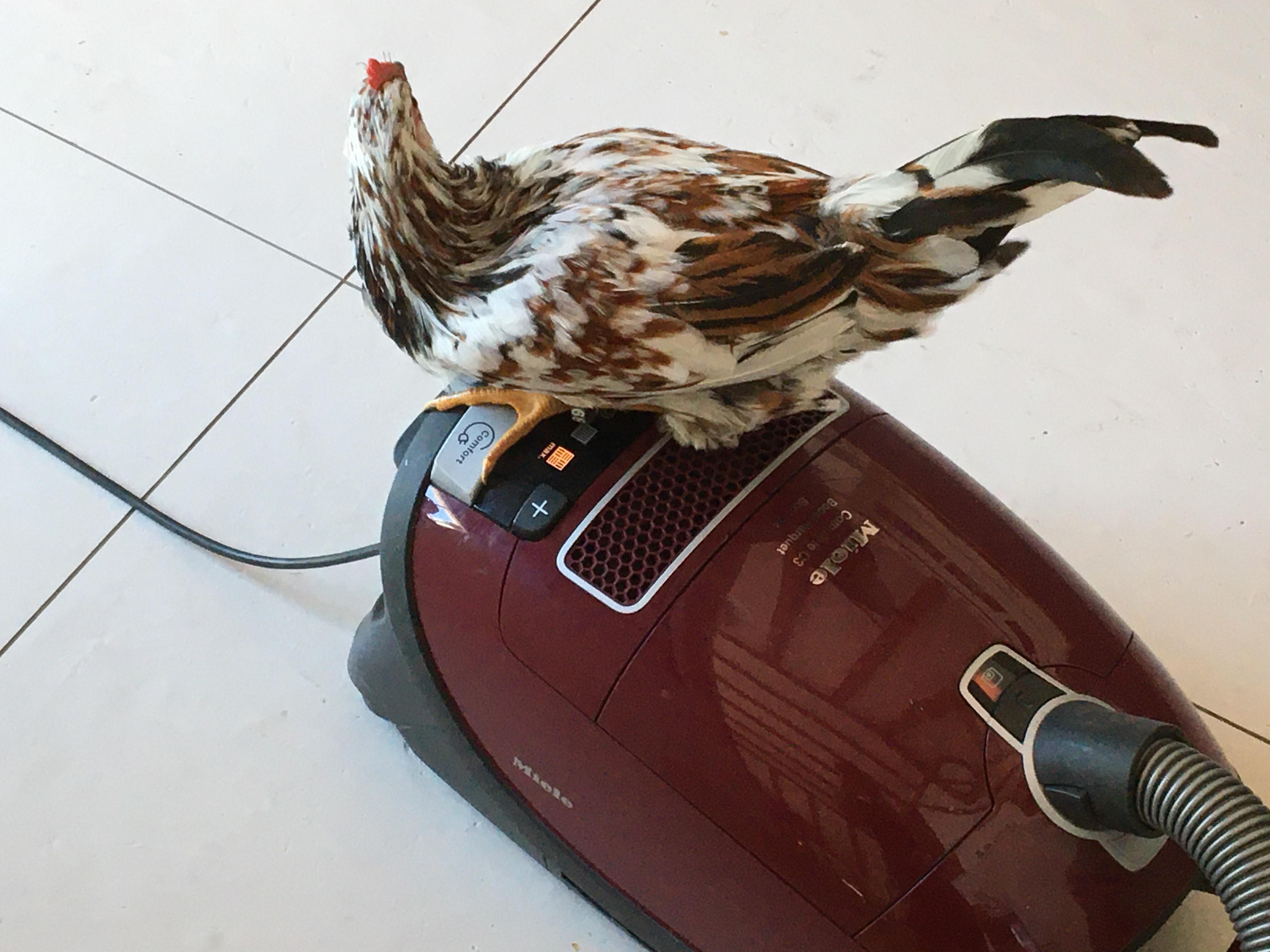 My chicken likes the warm air from the vacuum cleaner r/chickens