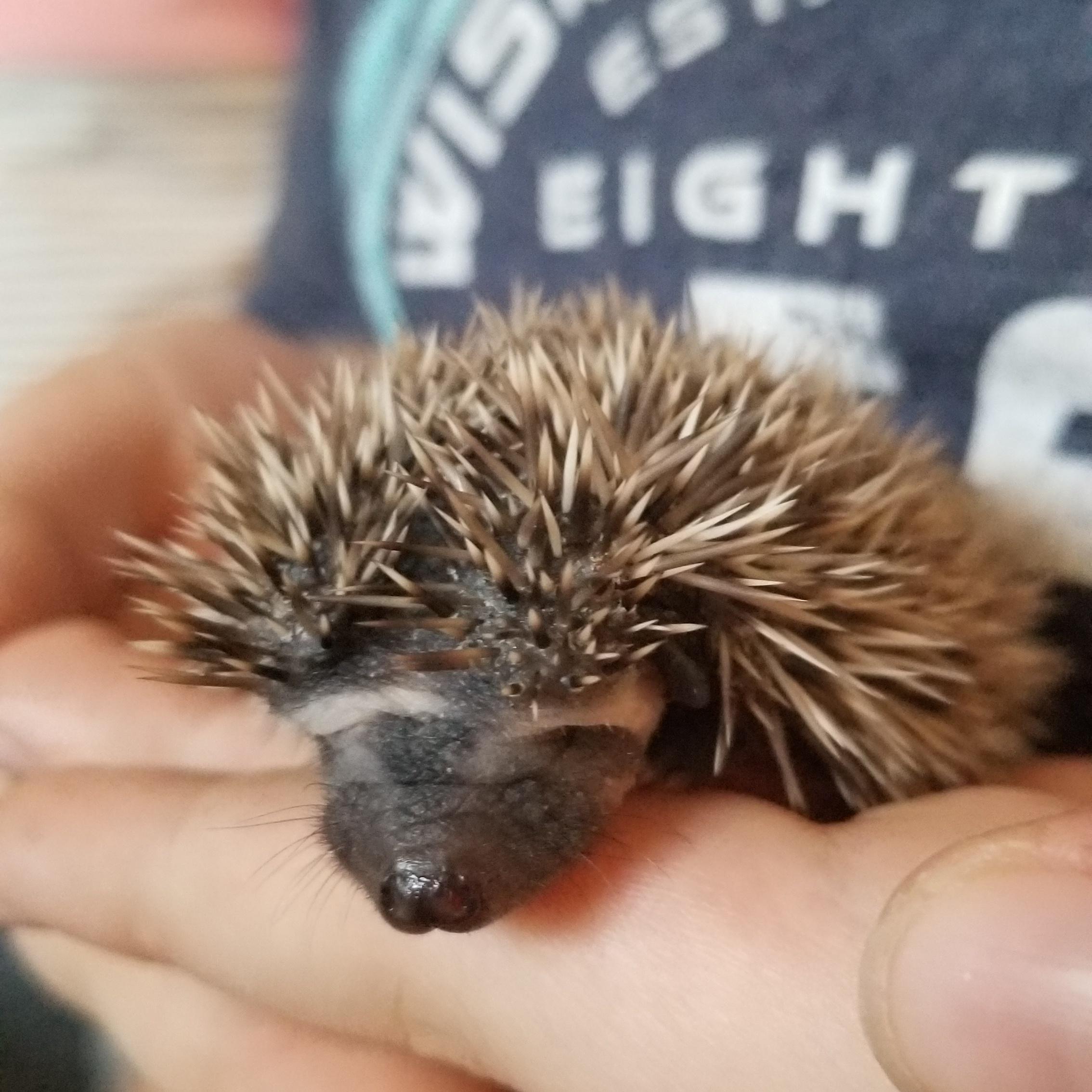 My baby hedgehog r/Hedgehog