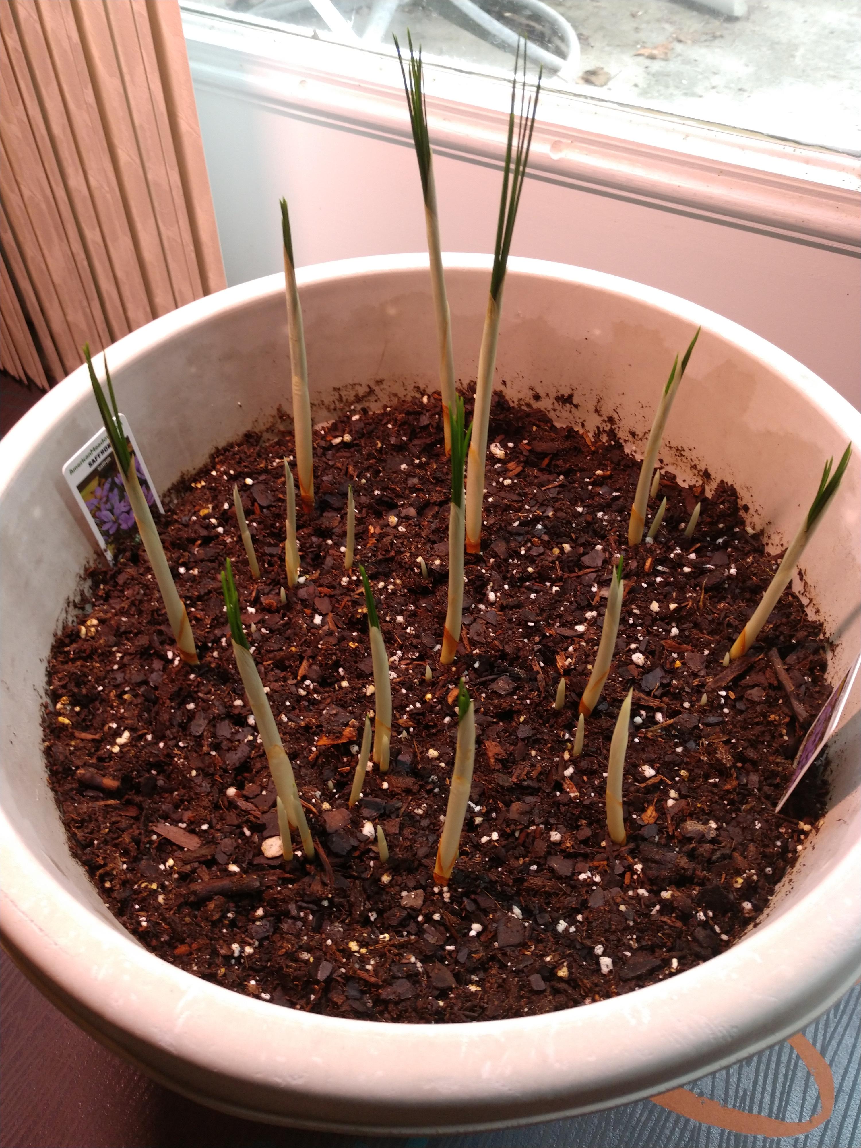 Saffron coming in strong! Planted 15 bulbs, up to 40 sprouts so far