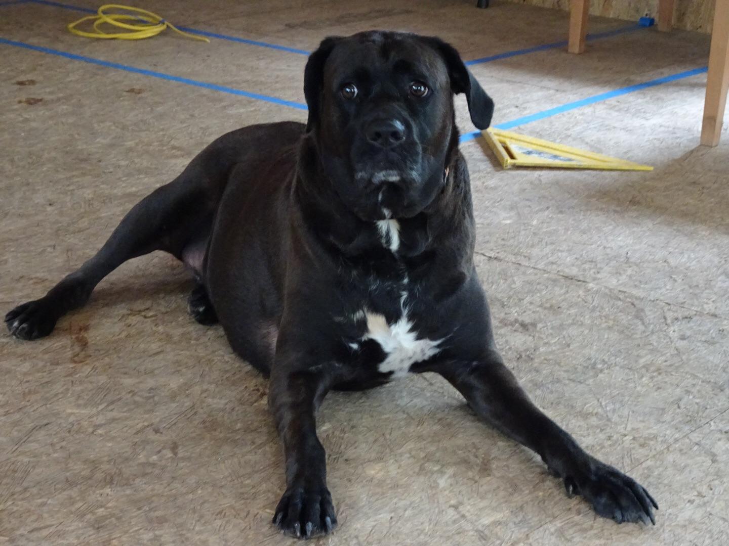 77+ Cane Corso Mixed With Lab l2sanpiero