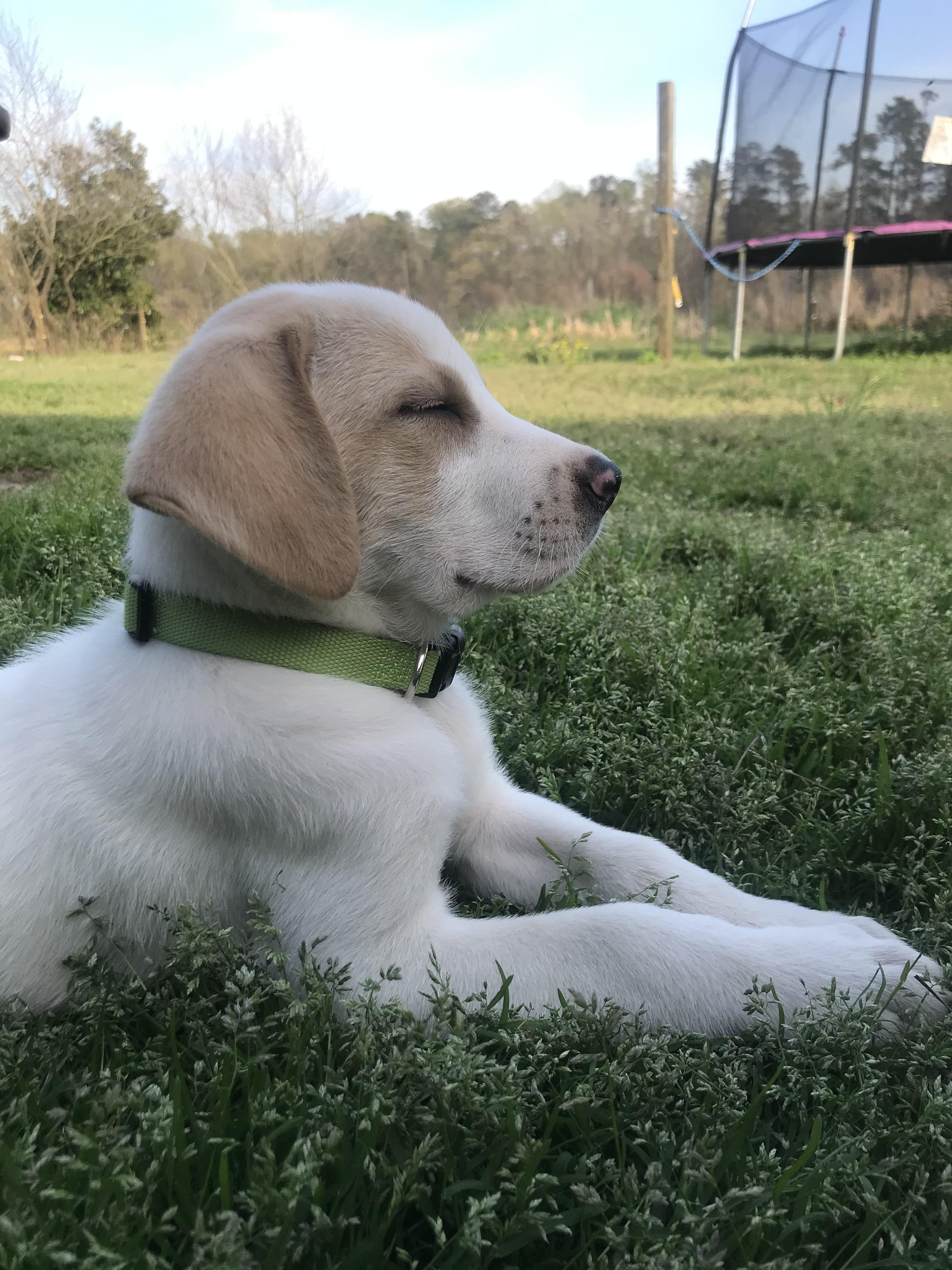 Luna, 3 month old hound/great pyrenees mix, this was her first time