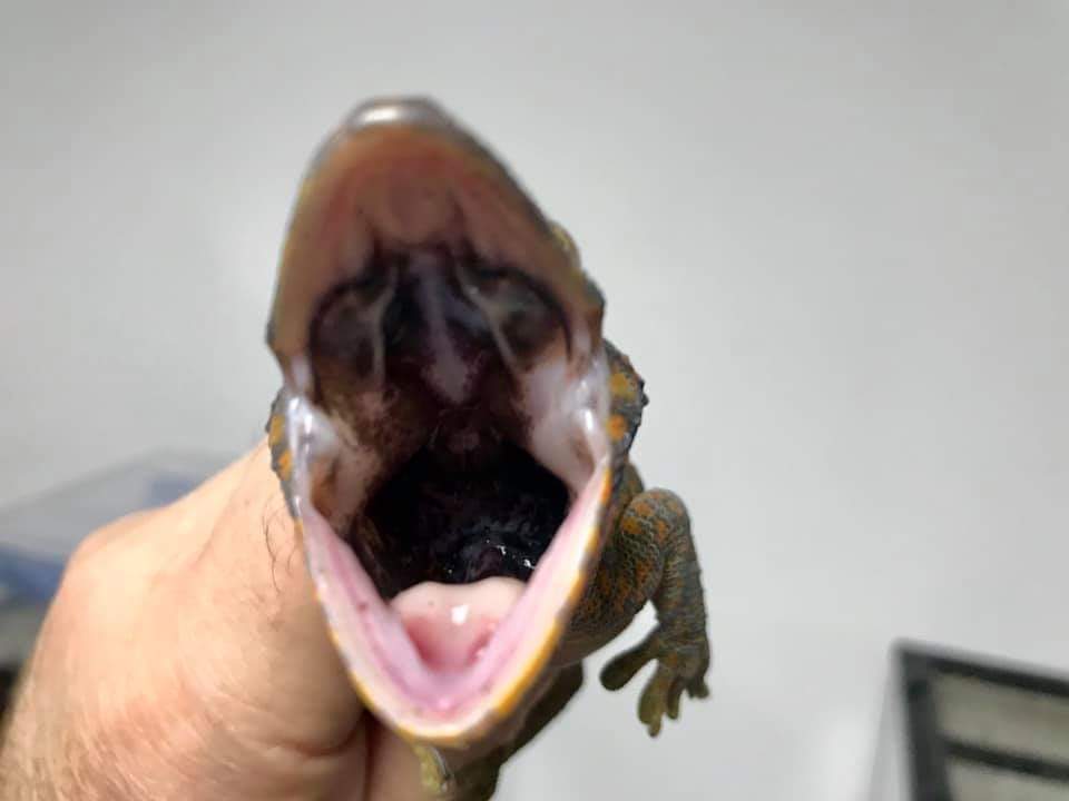 When the tokay wants to eat you because you touched it