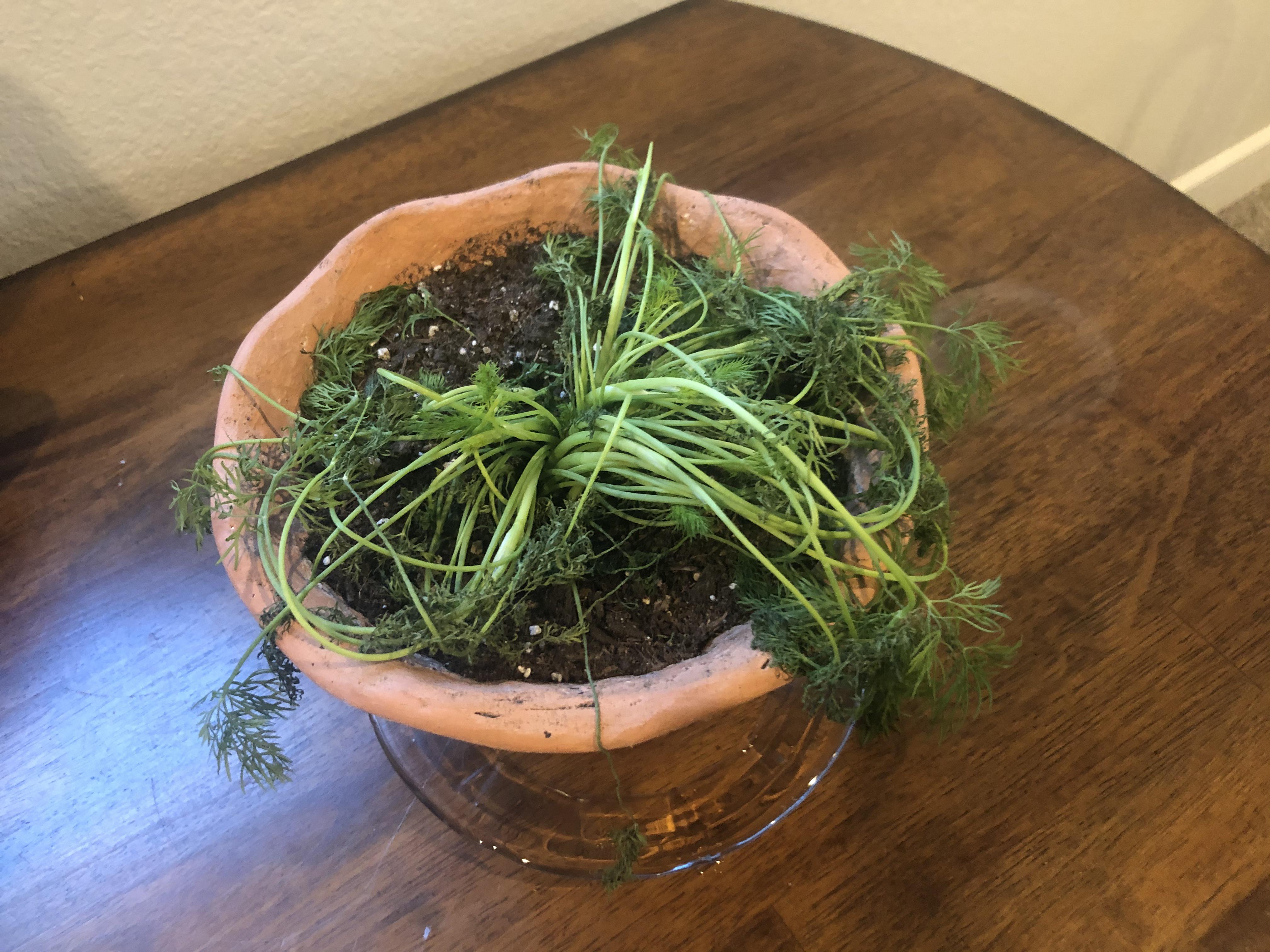 Acquired a droopy dill plant over the weekend, but not sure it can be