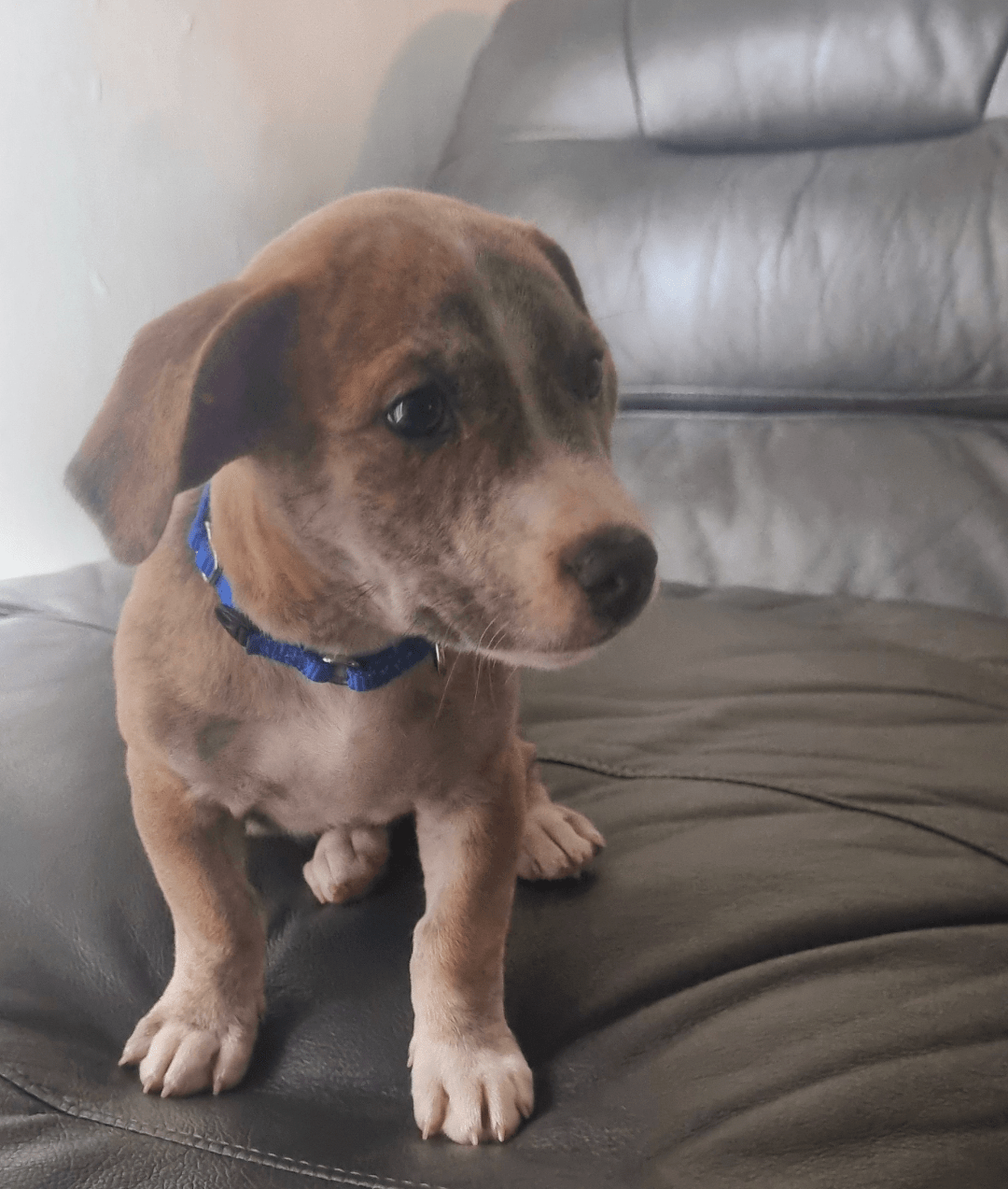 Adopted a dog, can anyone tell me the breed ? r/DOG