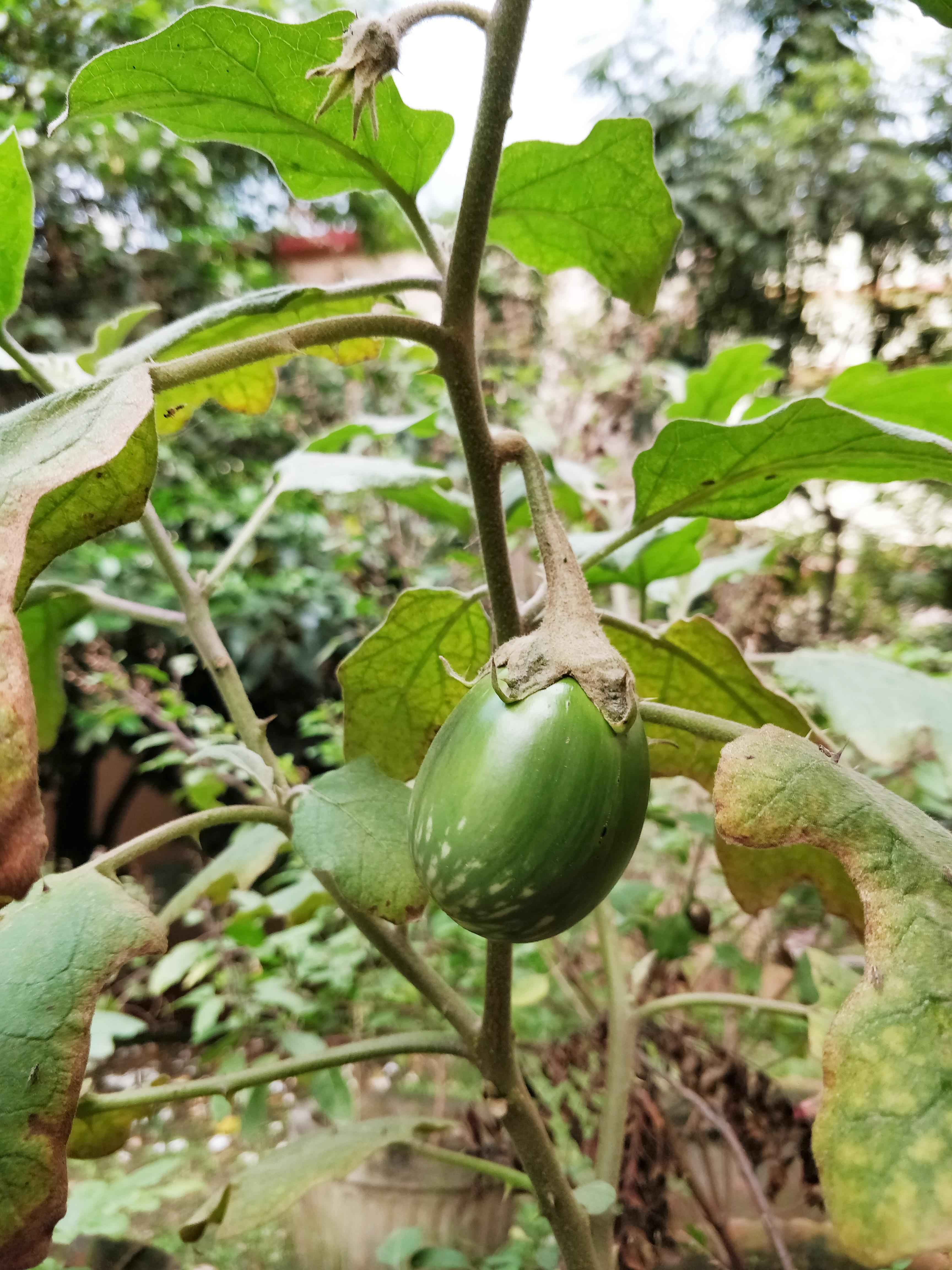 First Eggplant of the season. In hindi we call it Baingan. What is it