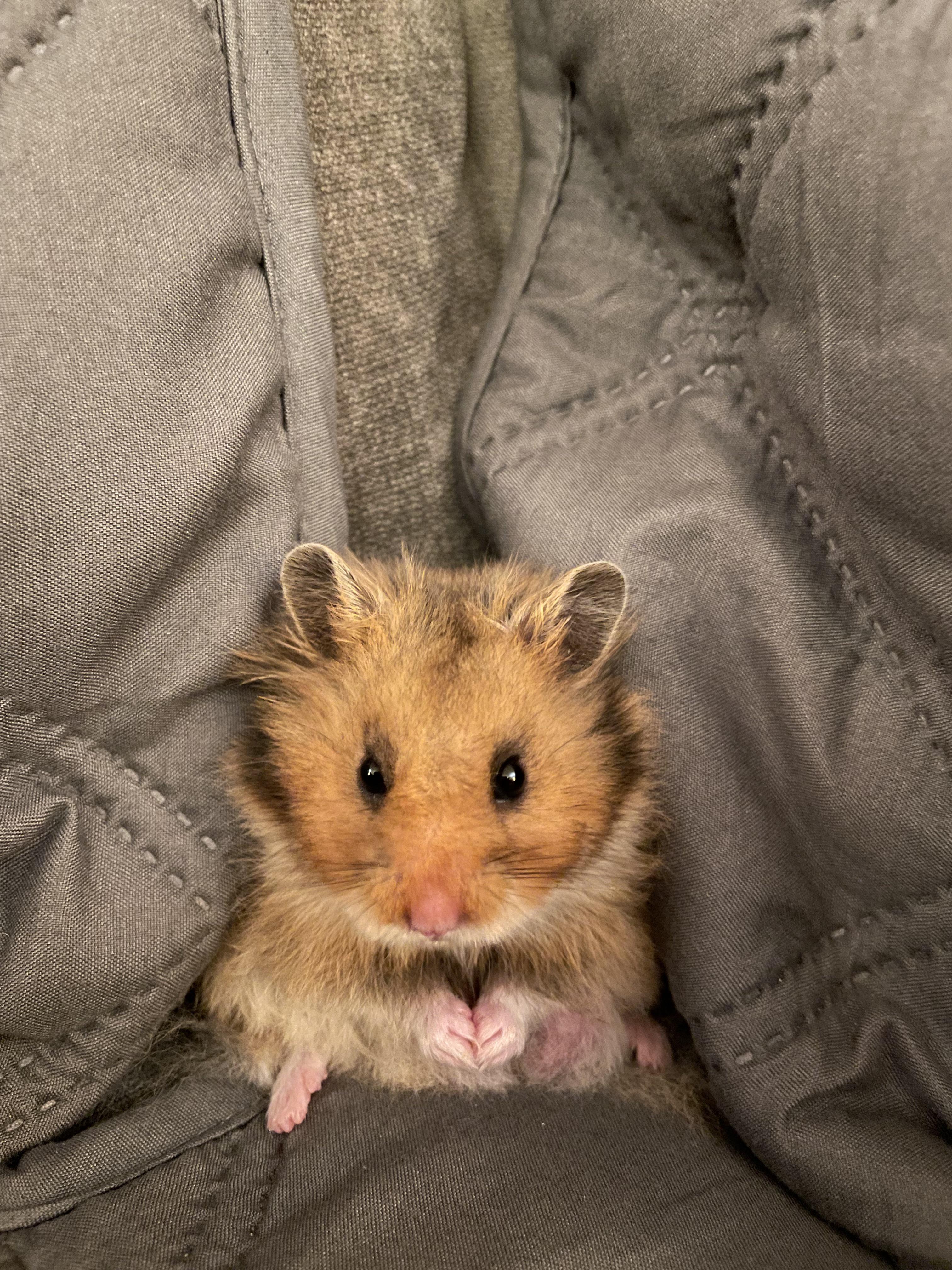 What does your hammy look like after grooming themselves? Here’s