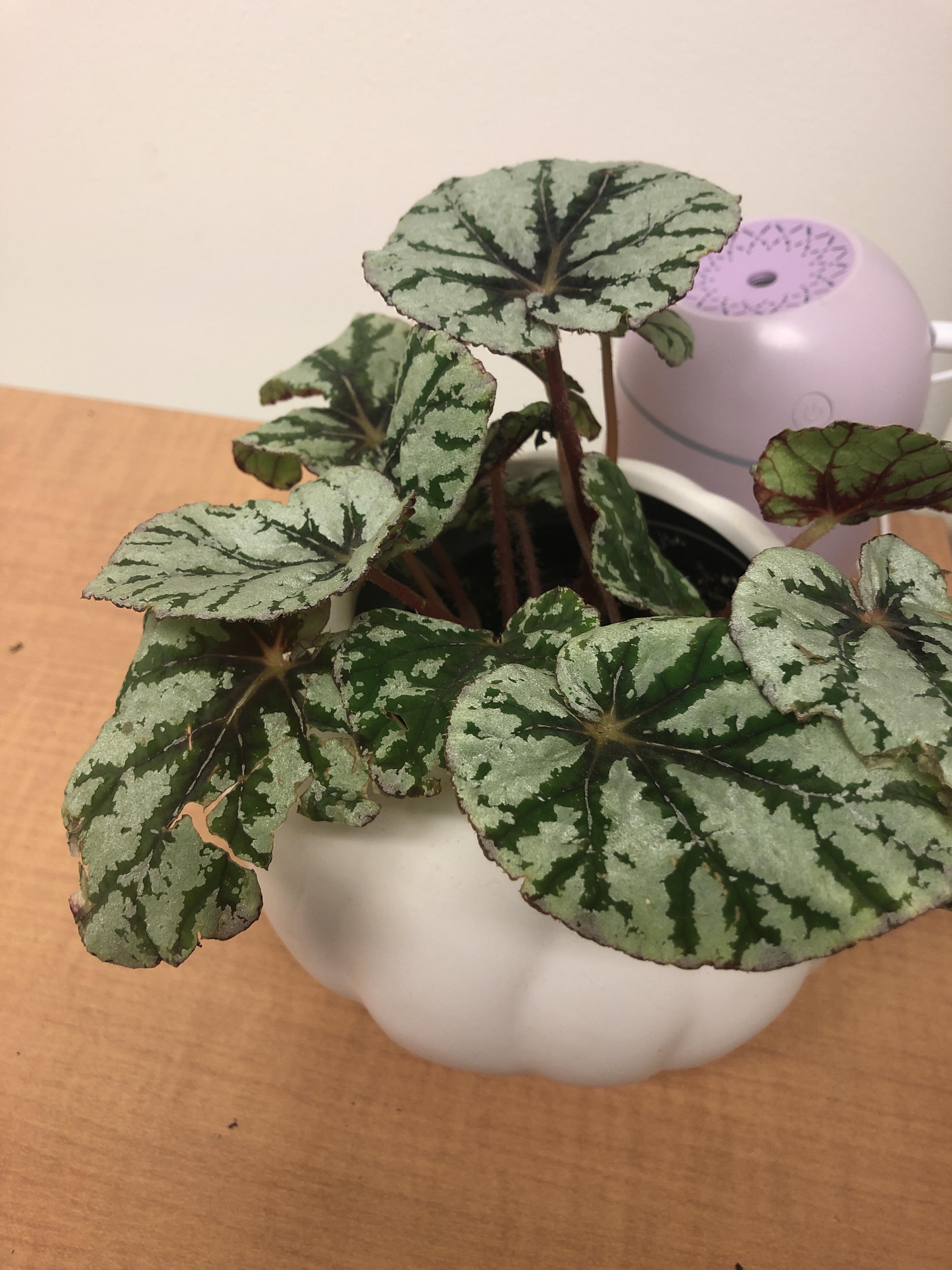What’s wrong with my begonia?! At first I was overwatering her for sure