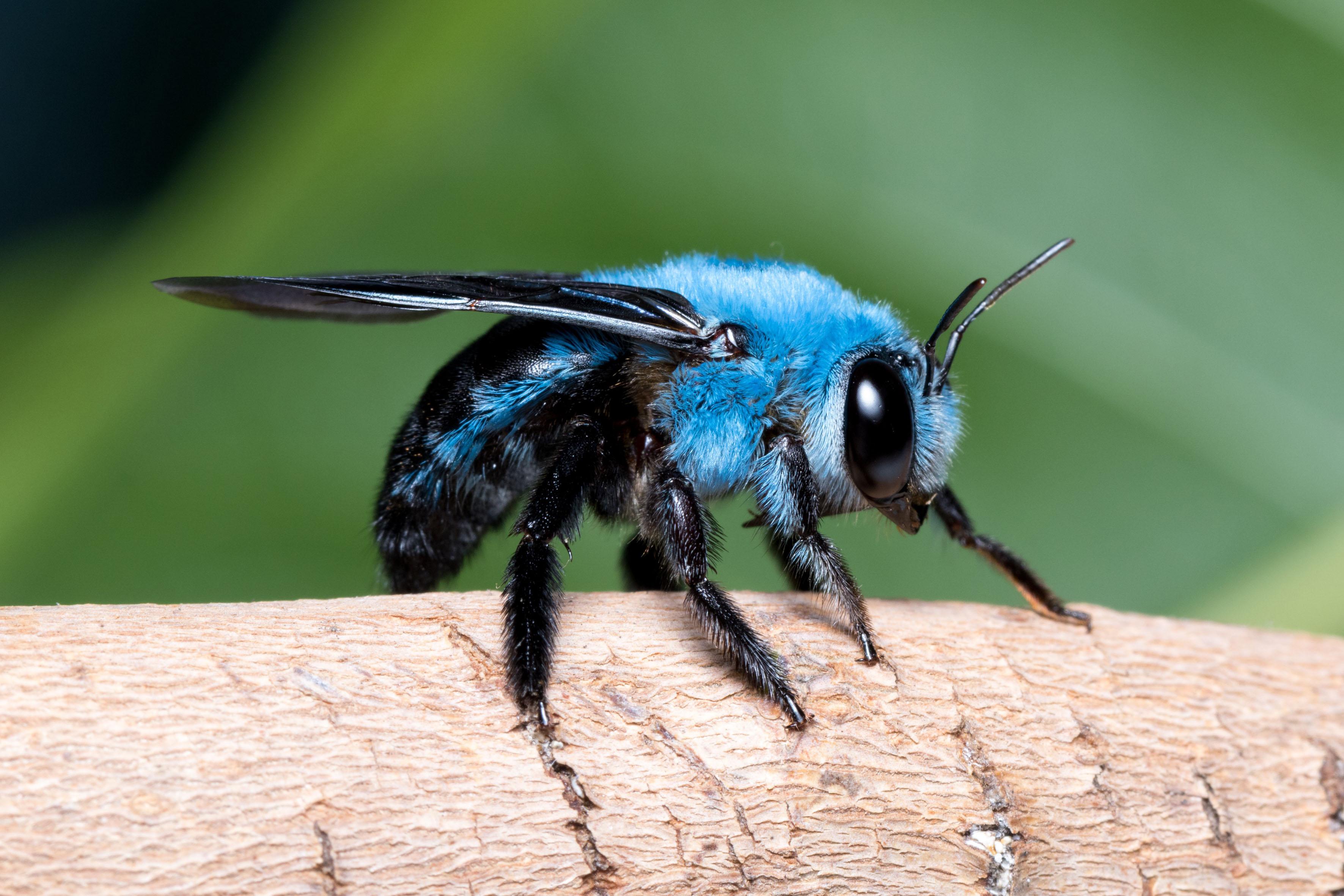 🔥 Blue Orchard Mason Bee 🔥 r/NatureIsFuckingLit