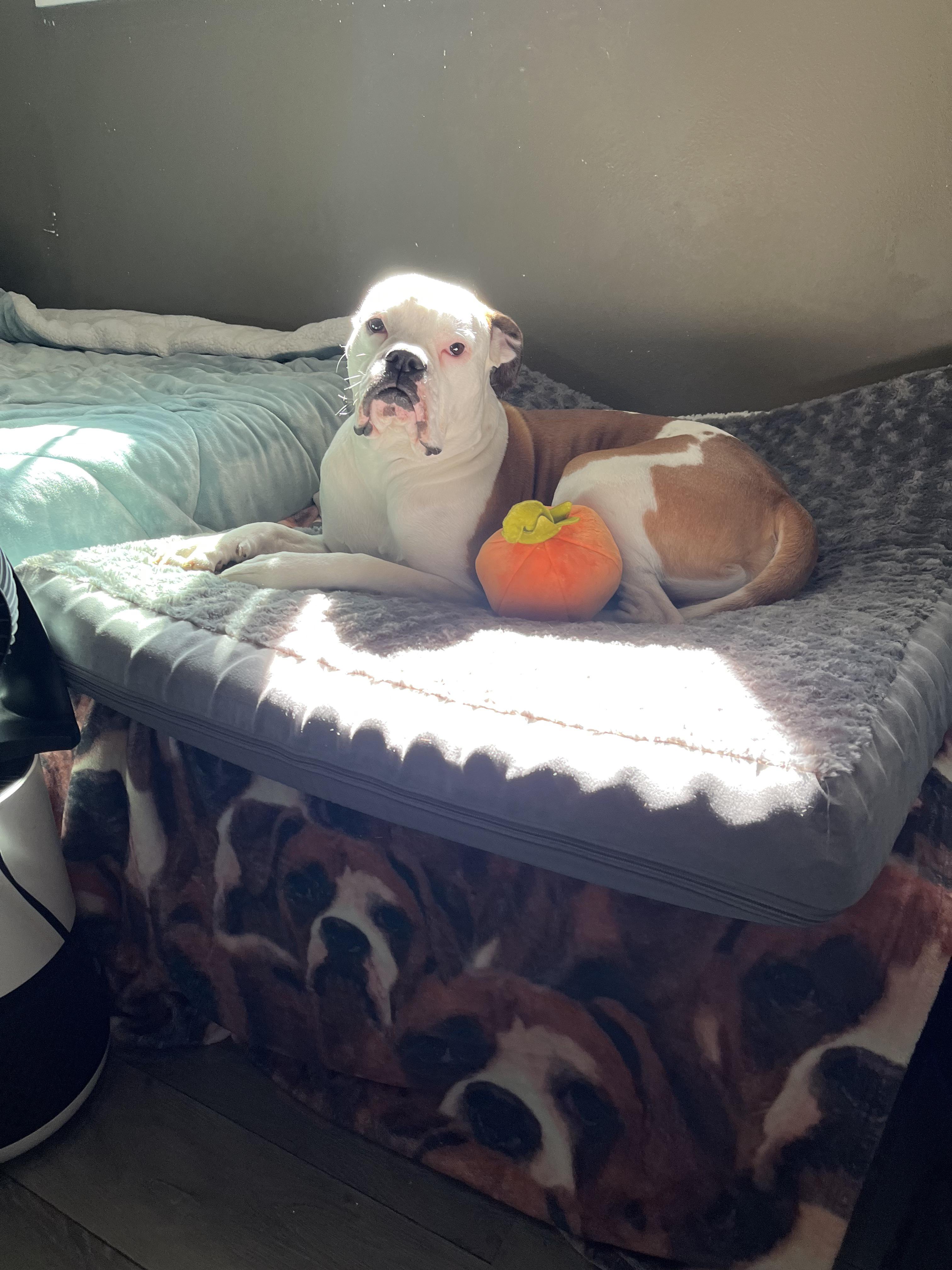 Just a boxer sunbathing r/Boxer