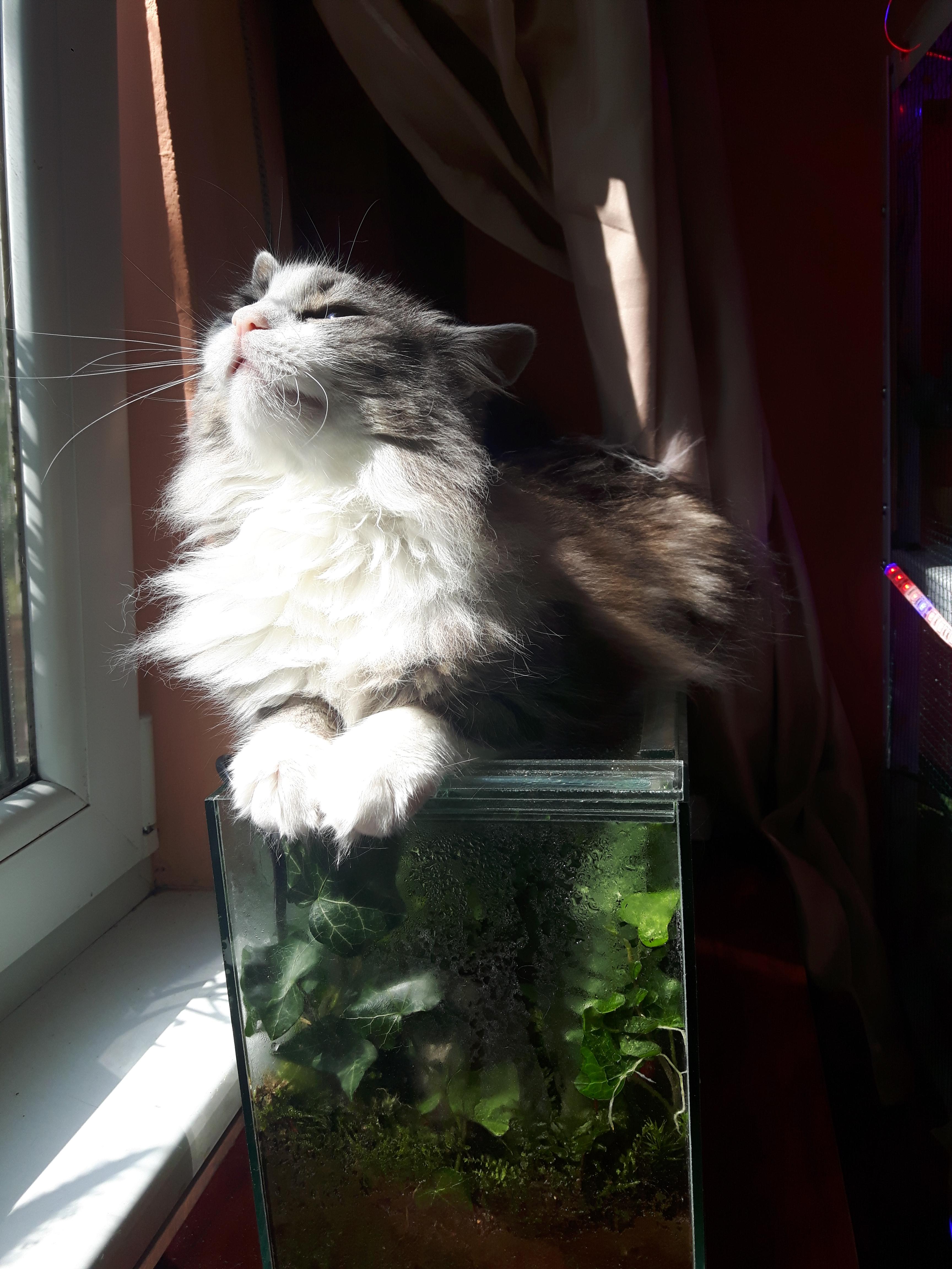 The secret for a good terrarium is to protect it from the sun with a