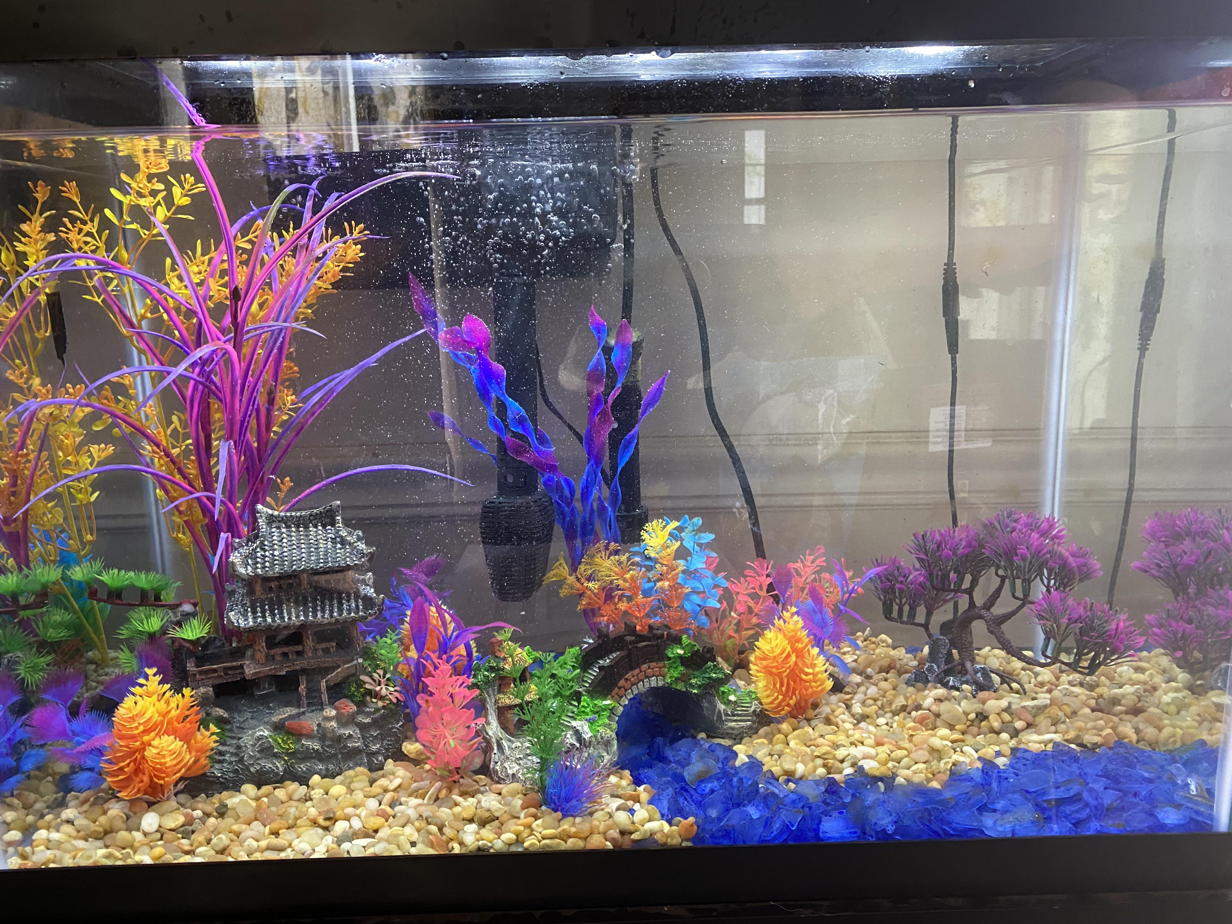 Zen garden tank. What should I put in my freshwater tank? r/fishtank