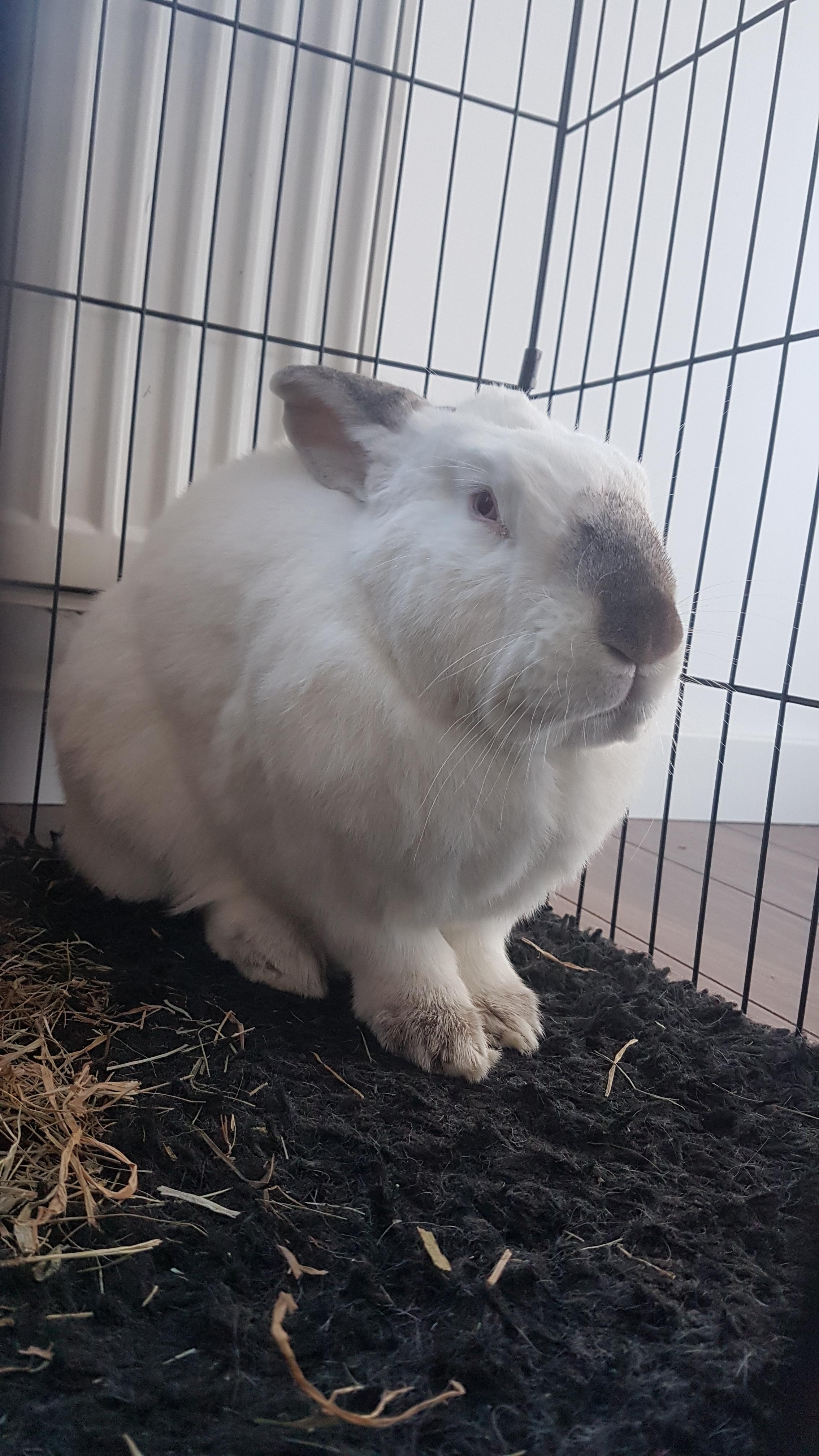 169 best Rabbit Season images on Pholder Rabbits, Hunting and Pics