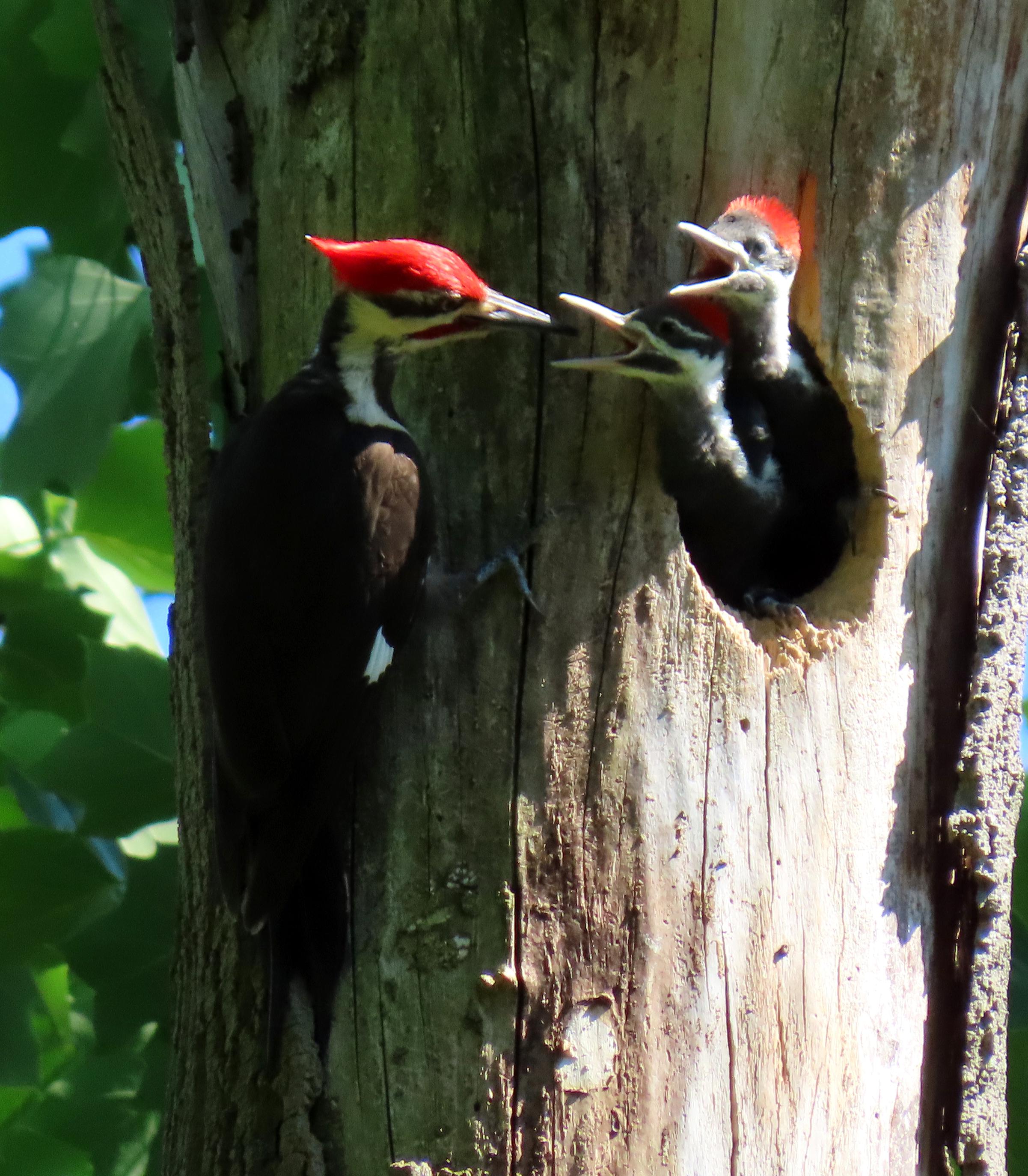 Pileated Woodpecker Feeding His Nestlings. Maryland (Canon SX70 HS) r