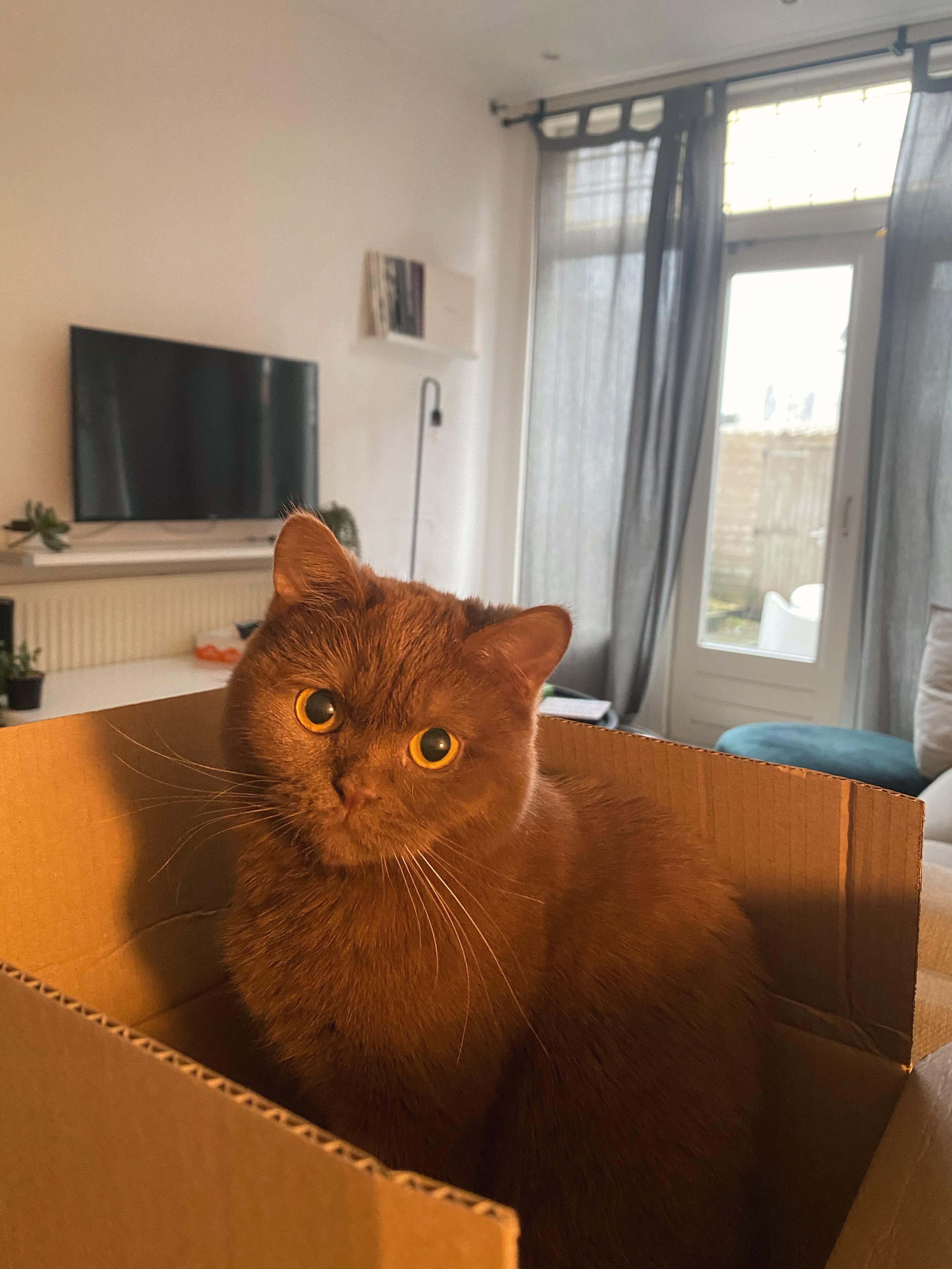 My cat looks like a teddy bear r/aww