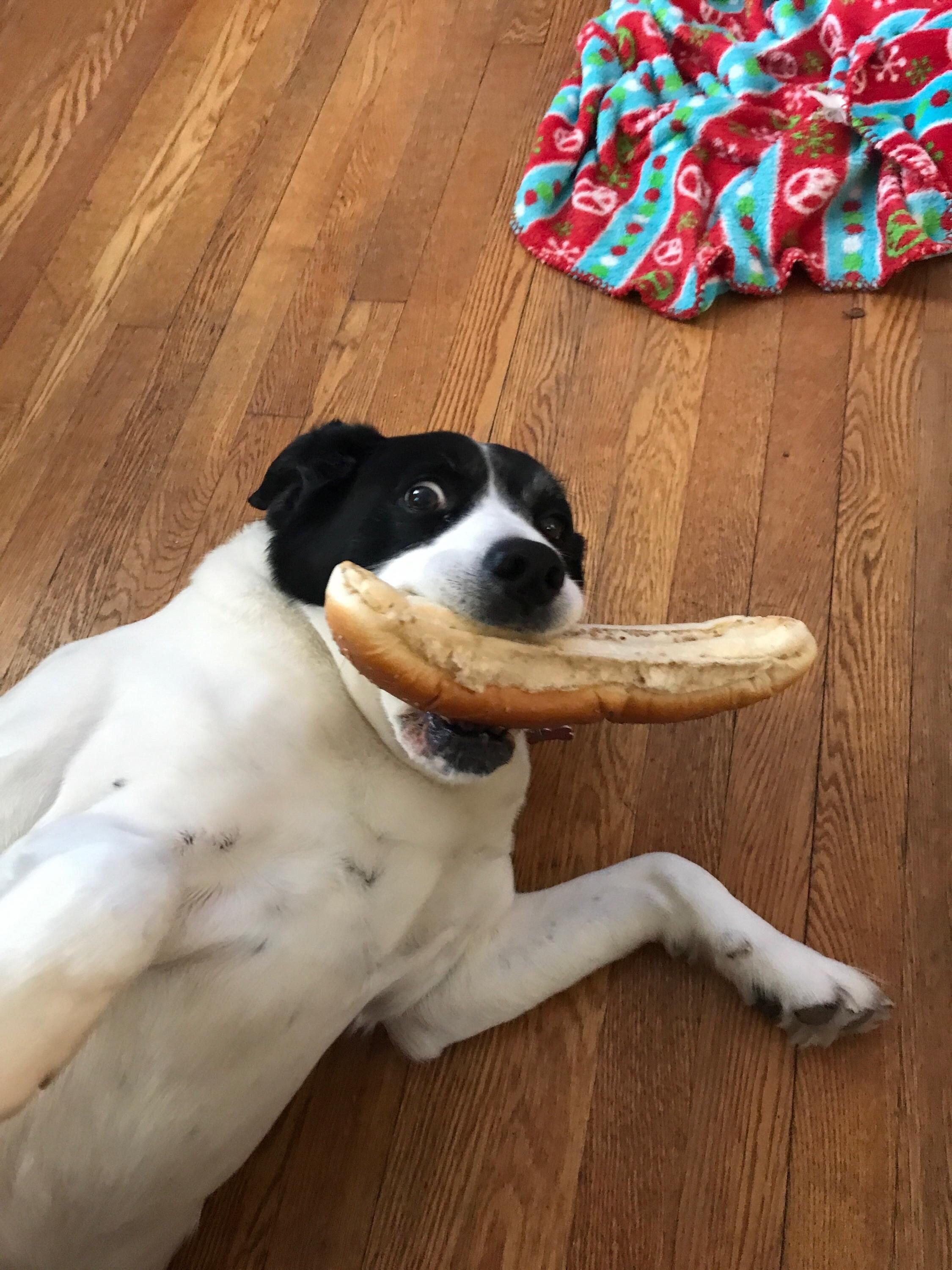 My dog’s face after getting a stale hoagie bun as a treat (she loves