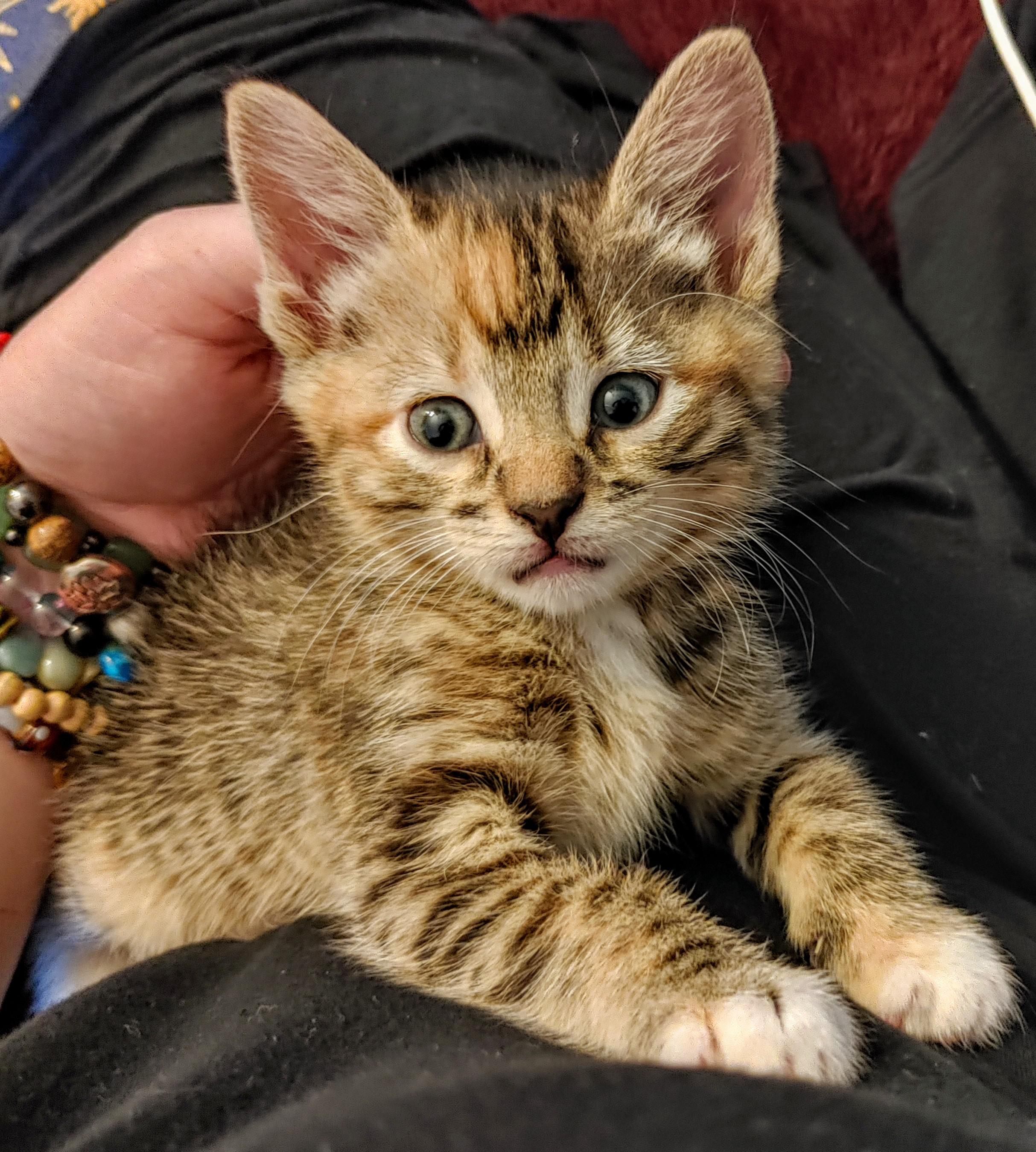 Allow me to introduce my 'minitiger', Nellie! r/cats