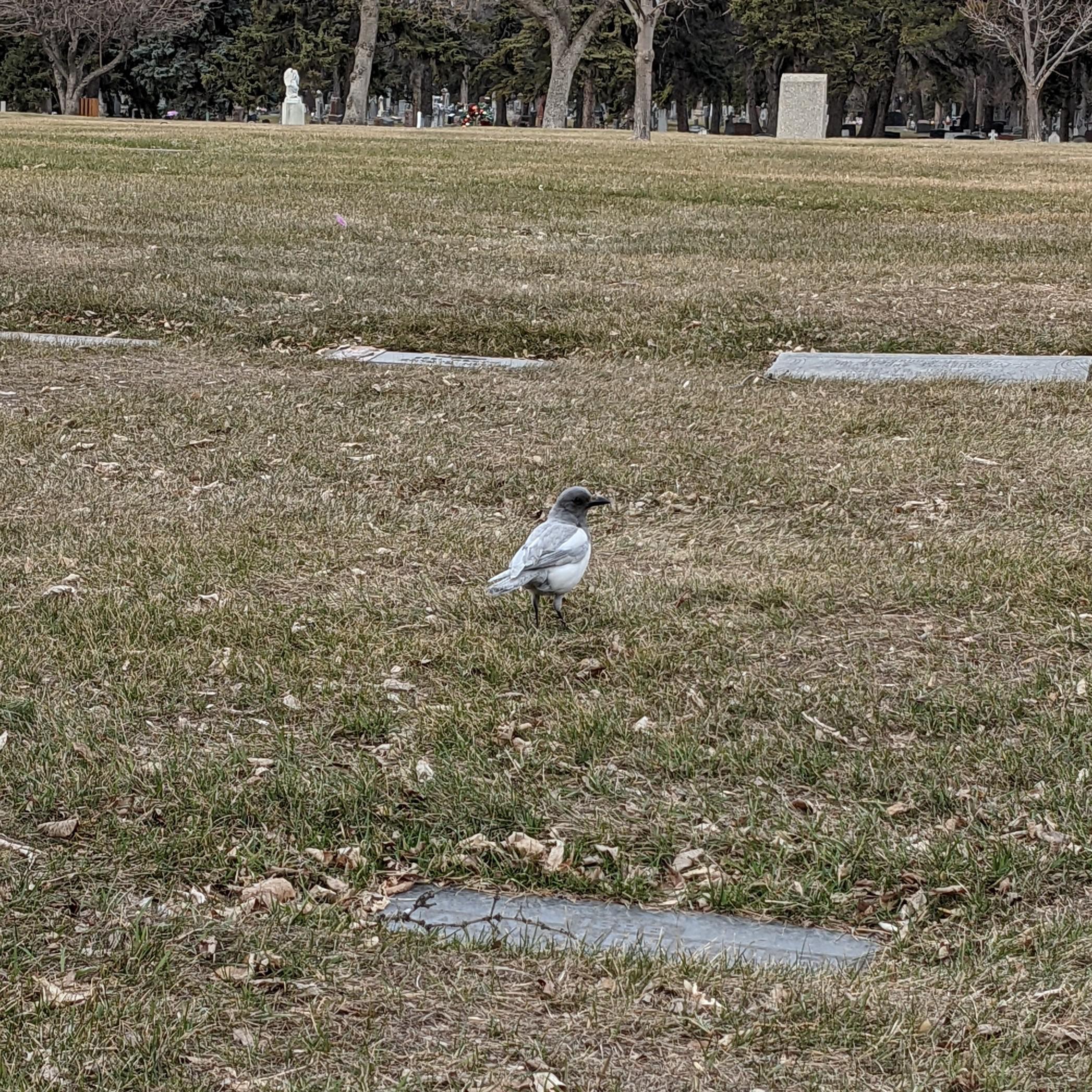 Spotted a ghost magpie at Saint Joachim Cemetery! r/Edmonton