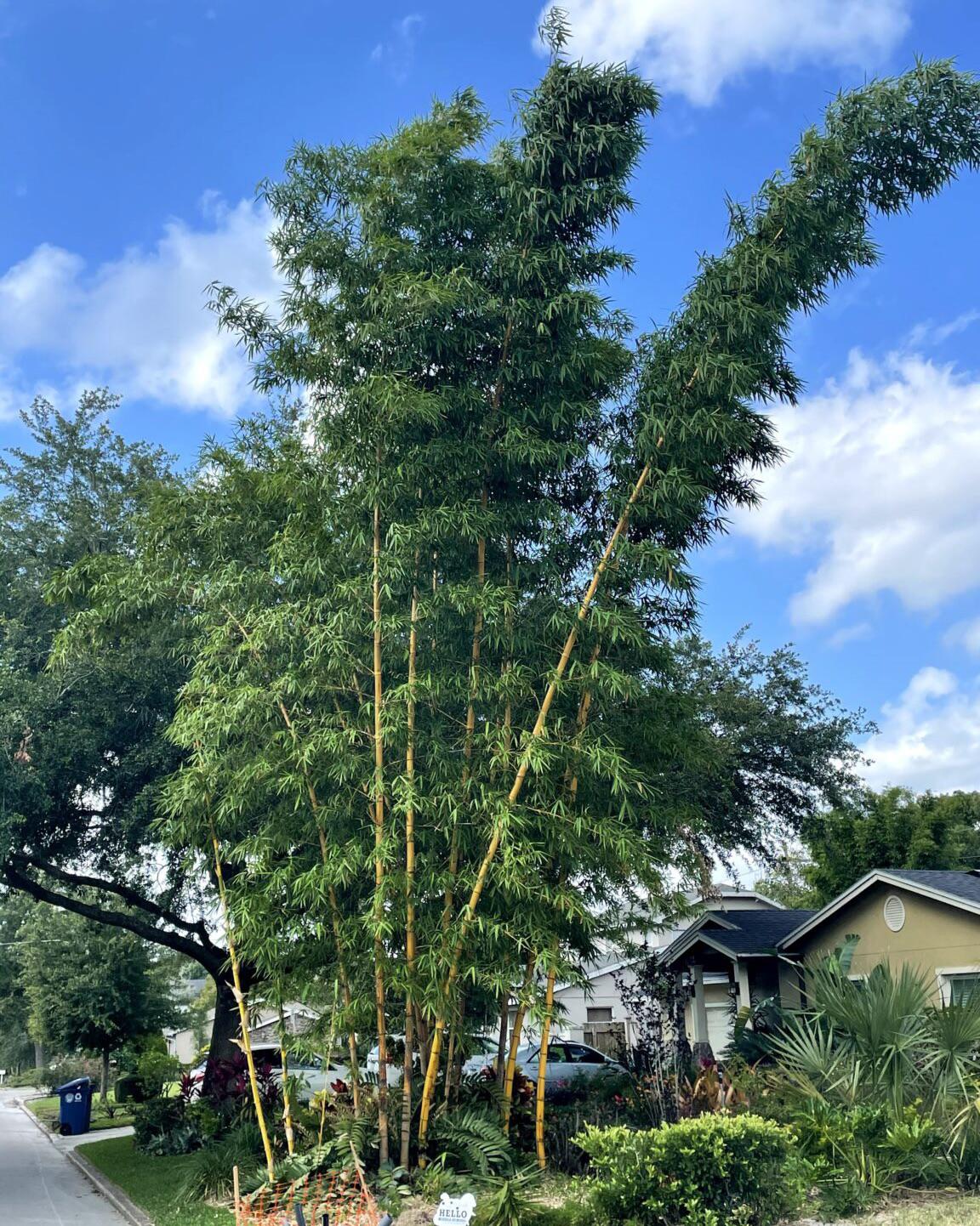 So I was thinking m giant bamboo sounds really cool to own, but how