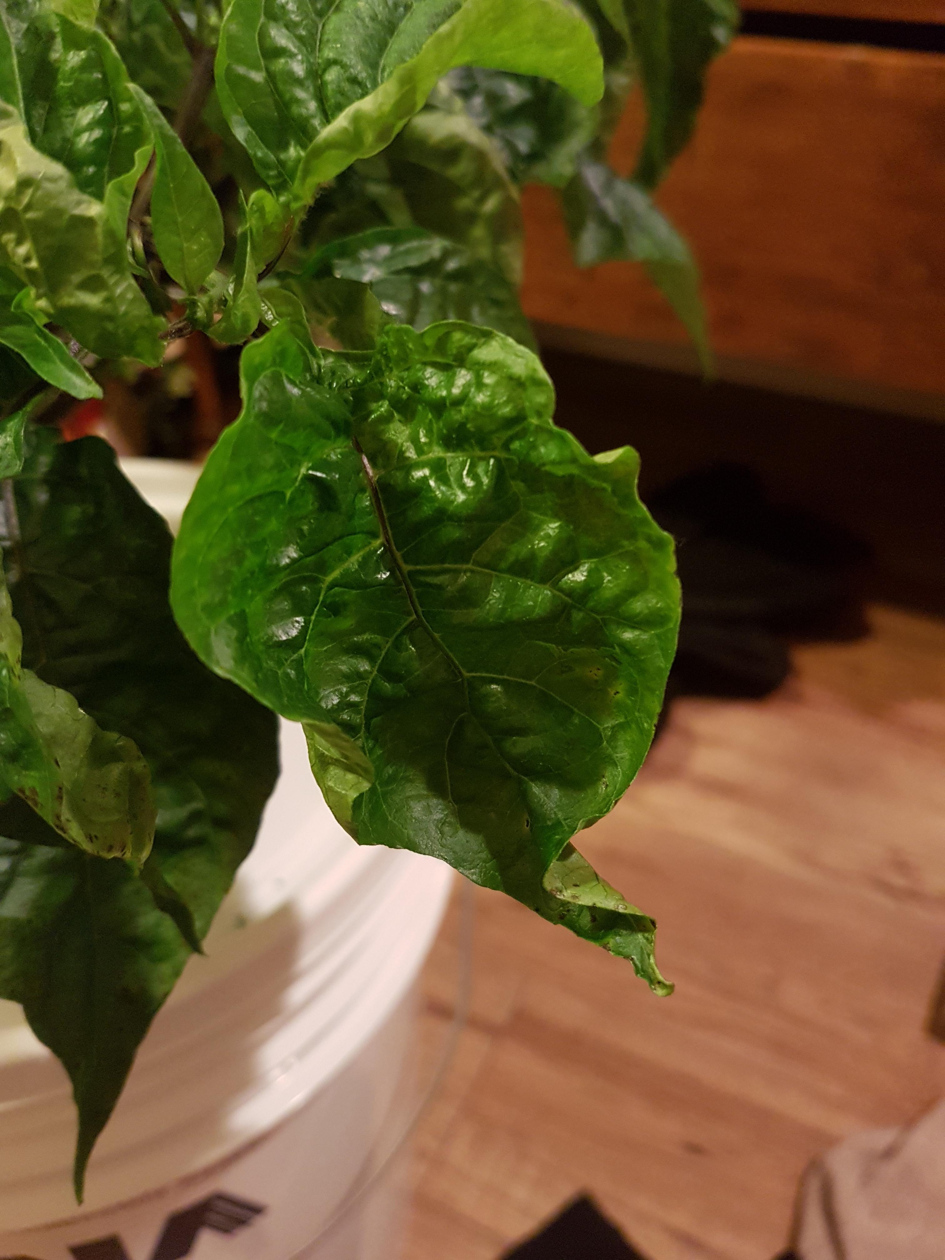 Hydroponic carolina reaper leaves have started looking like this, what