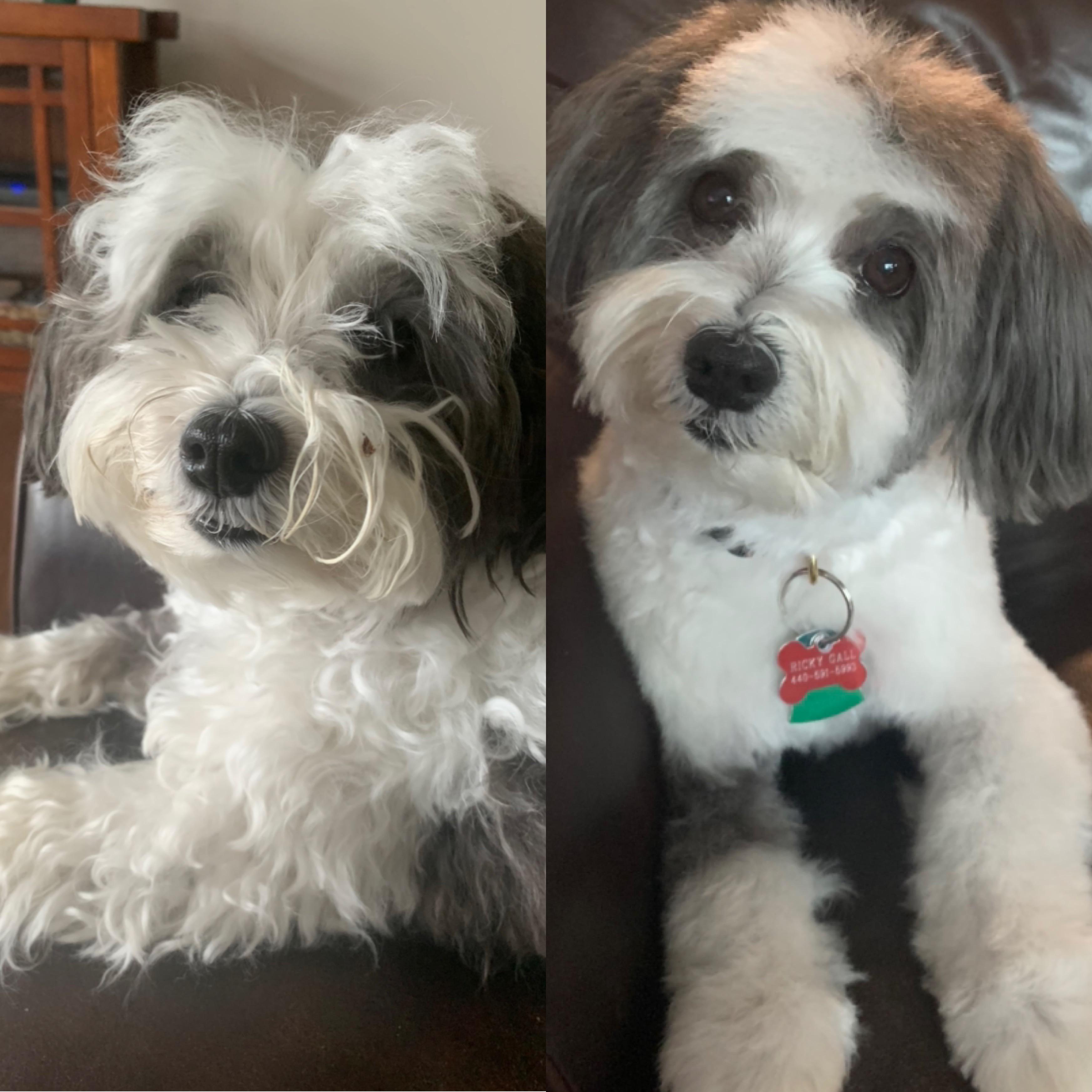 Ricky doesn’t look like a dumpster dog anymore! Havanese
