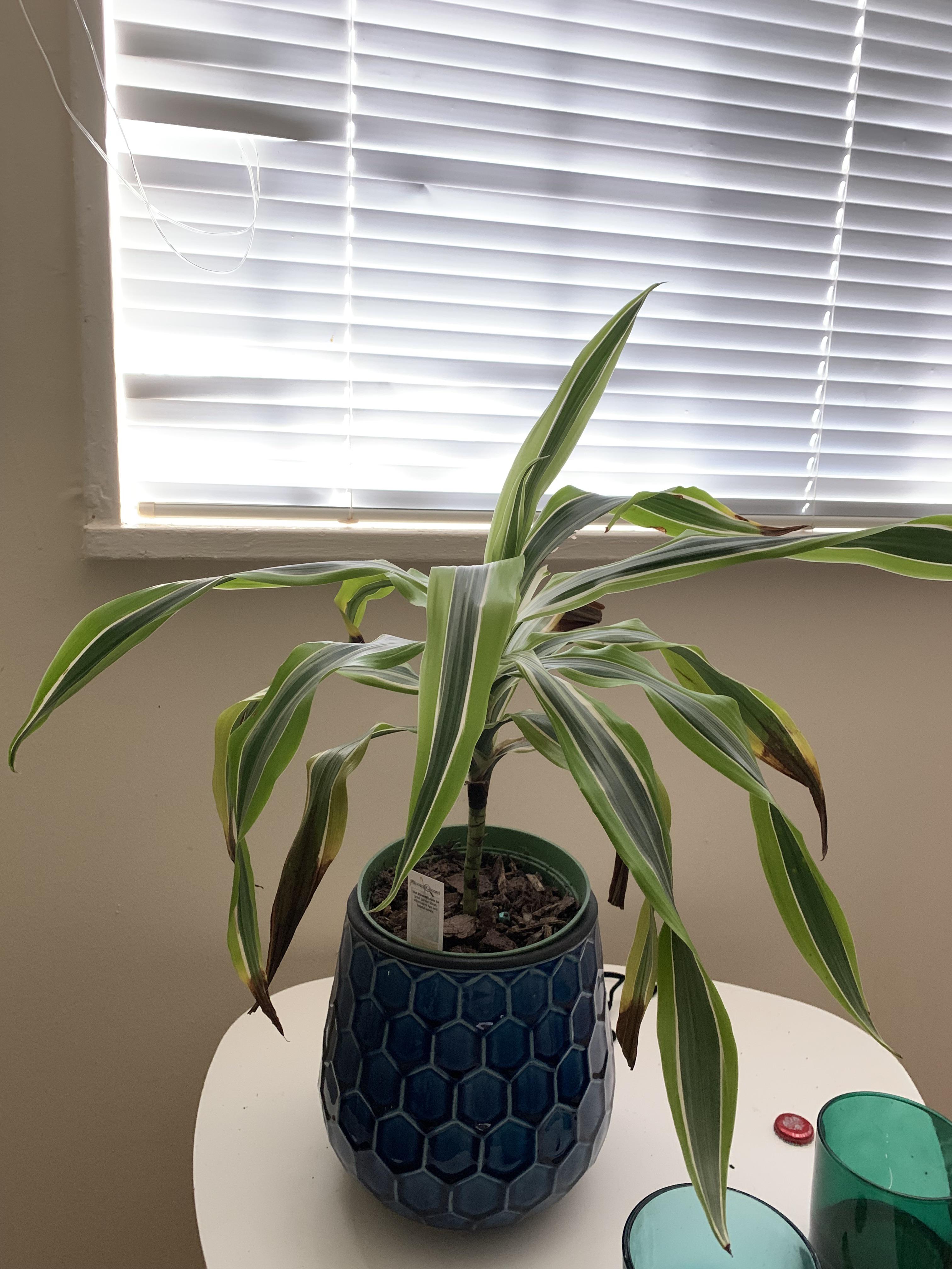 Help😭 anyone knows why my dracaena leaves are turning brown. I used