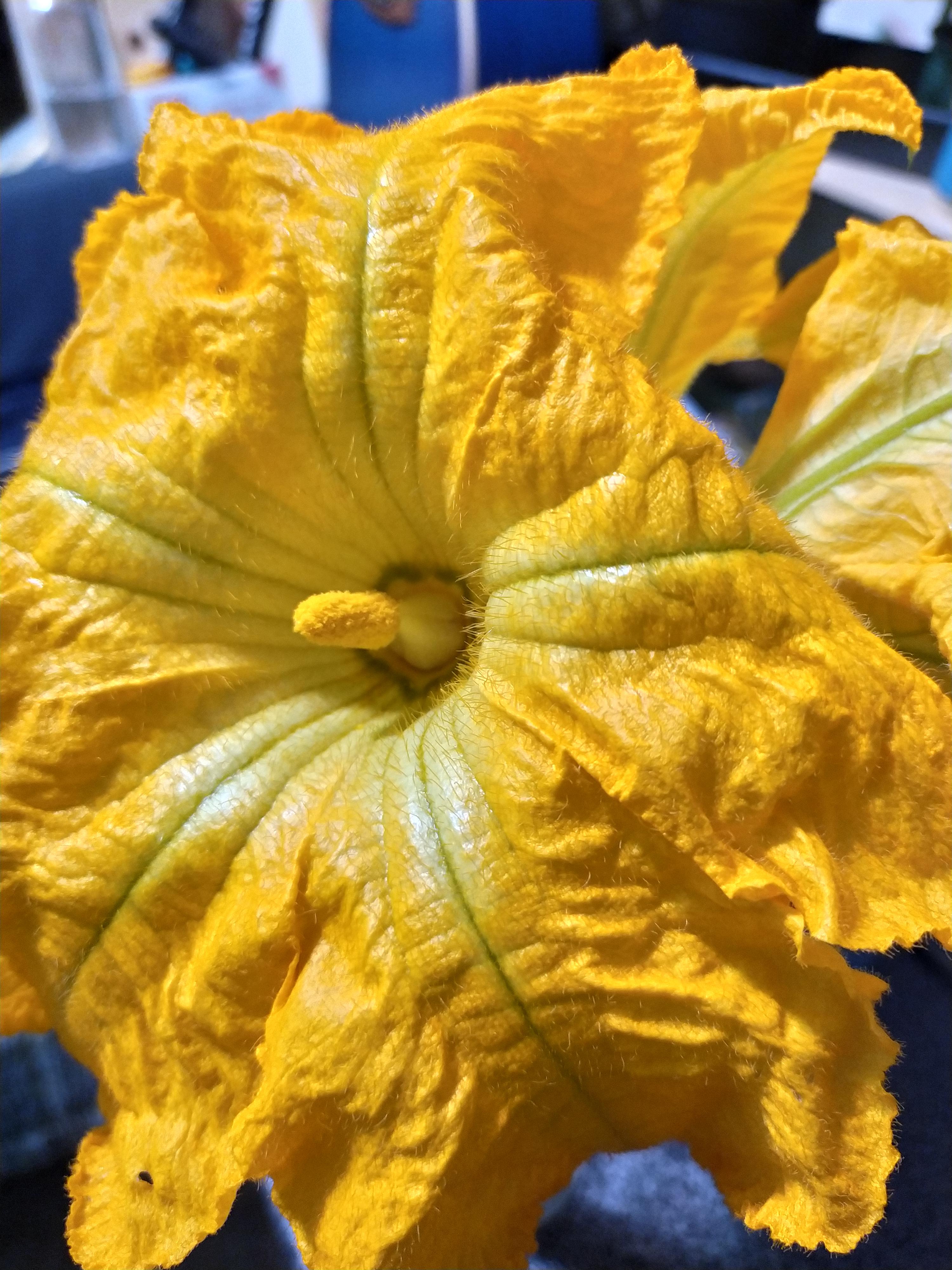 My pumpkin flower kind of looks like the pumpkin it would have made if
