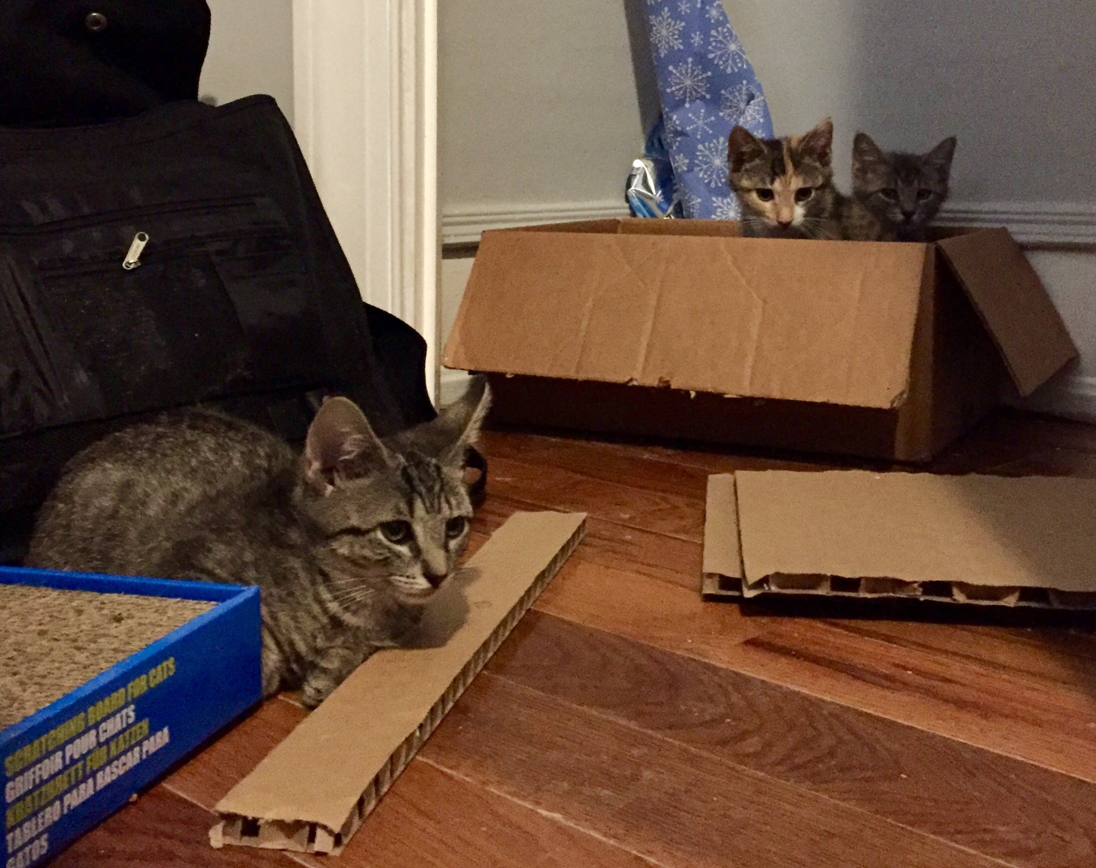 Advice on socializing kittens r/cats