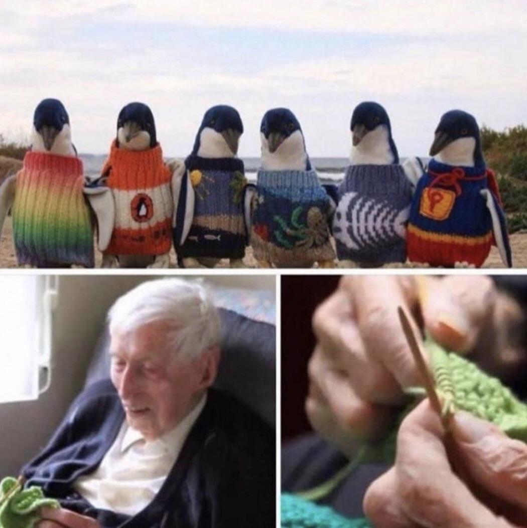 Australia’s oldest man knits tiny sweaters for injured penguins r