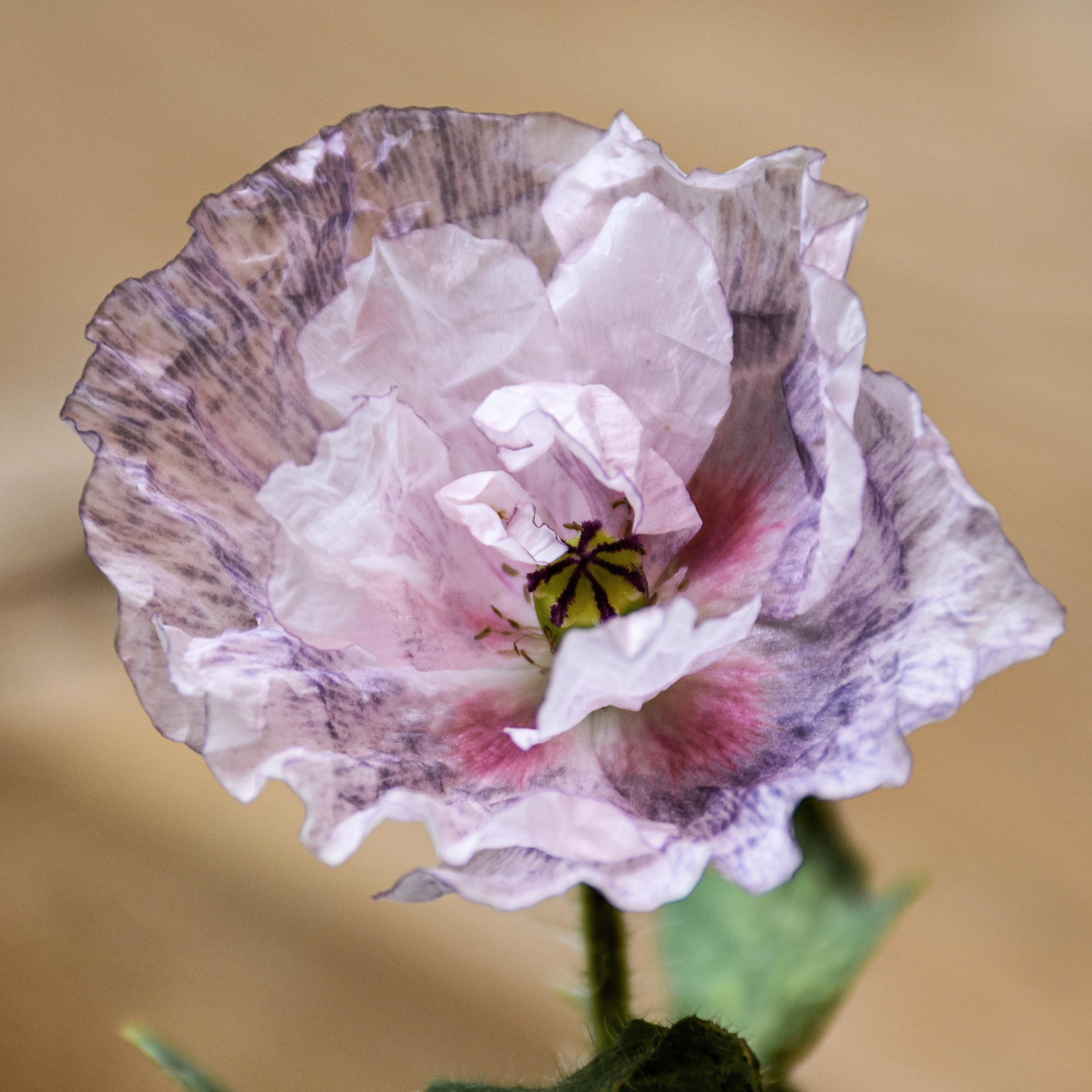 One of the most interesting poppies in my garden so far! grown from