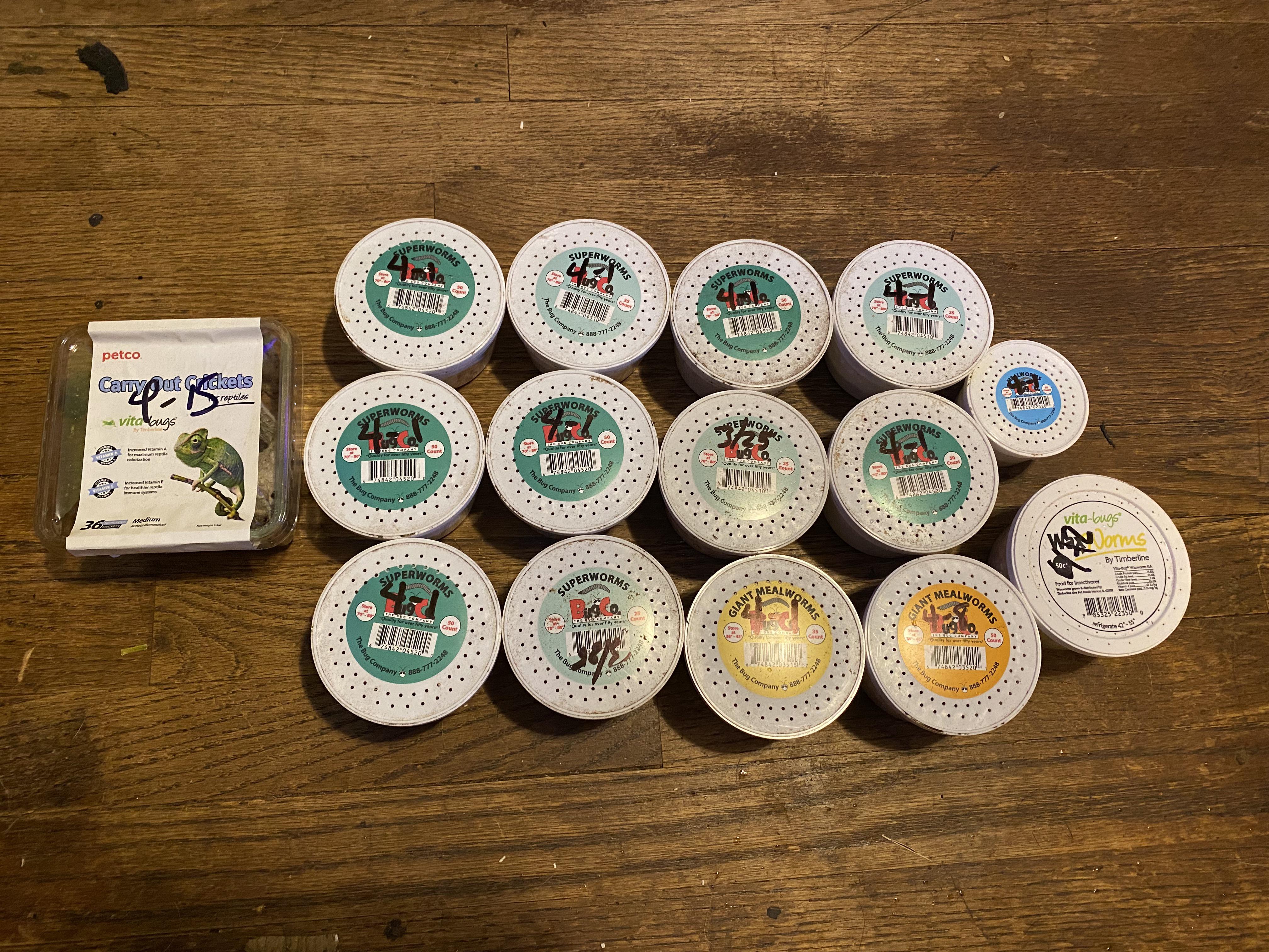 Live Mealworms Petco atelieryuwa.ciao.jp