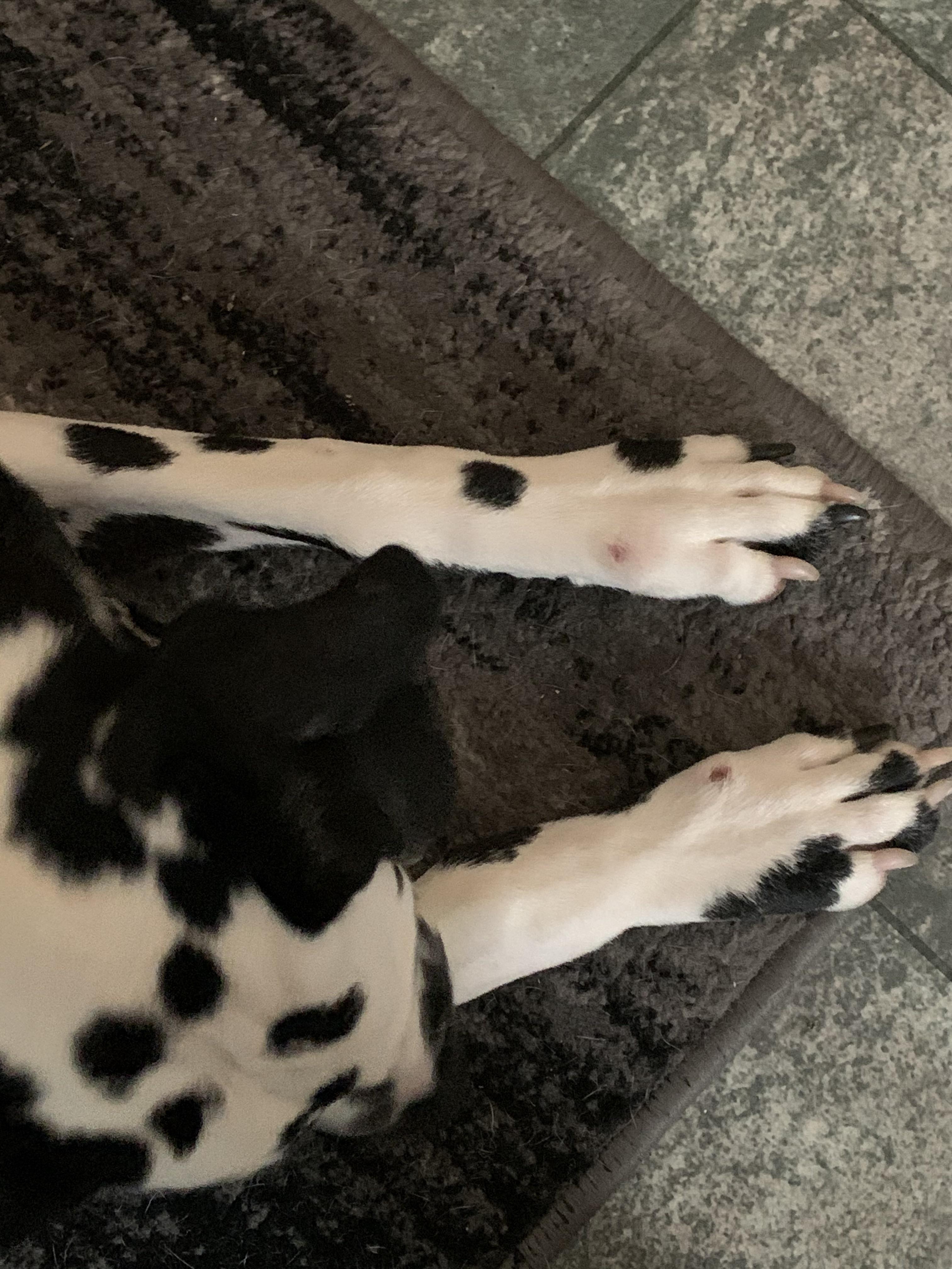 My dog has developed these blisters on his paws (pictured). Should I be