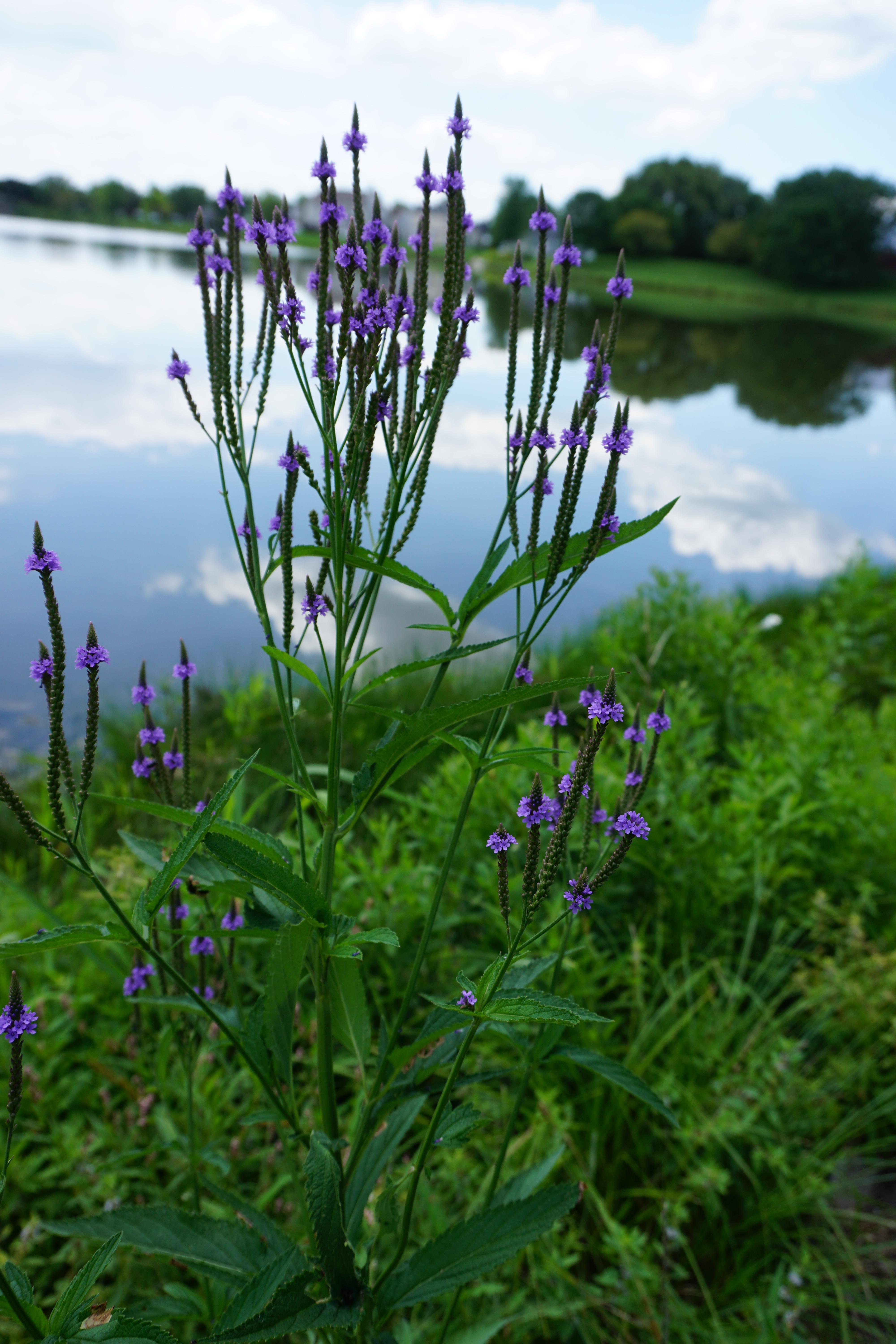 What is this pretty flower? Blooming in Illinois, Zone 5, during July