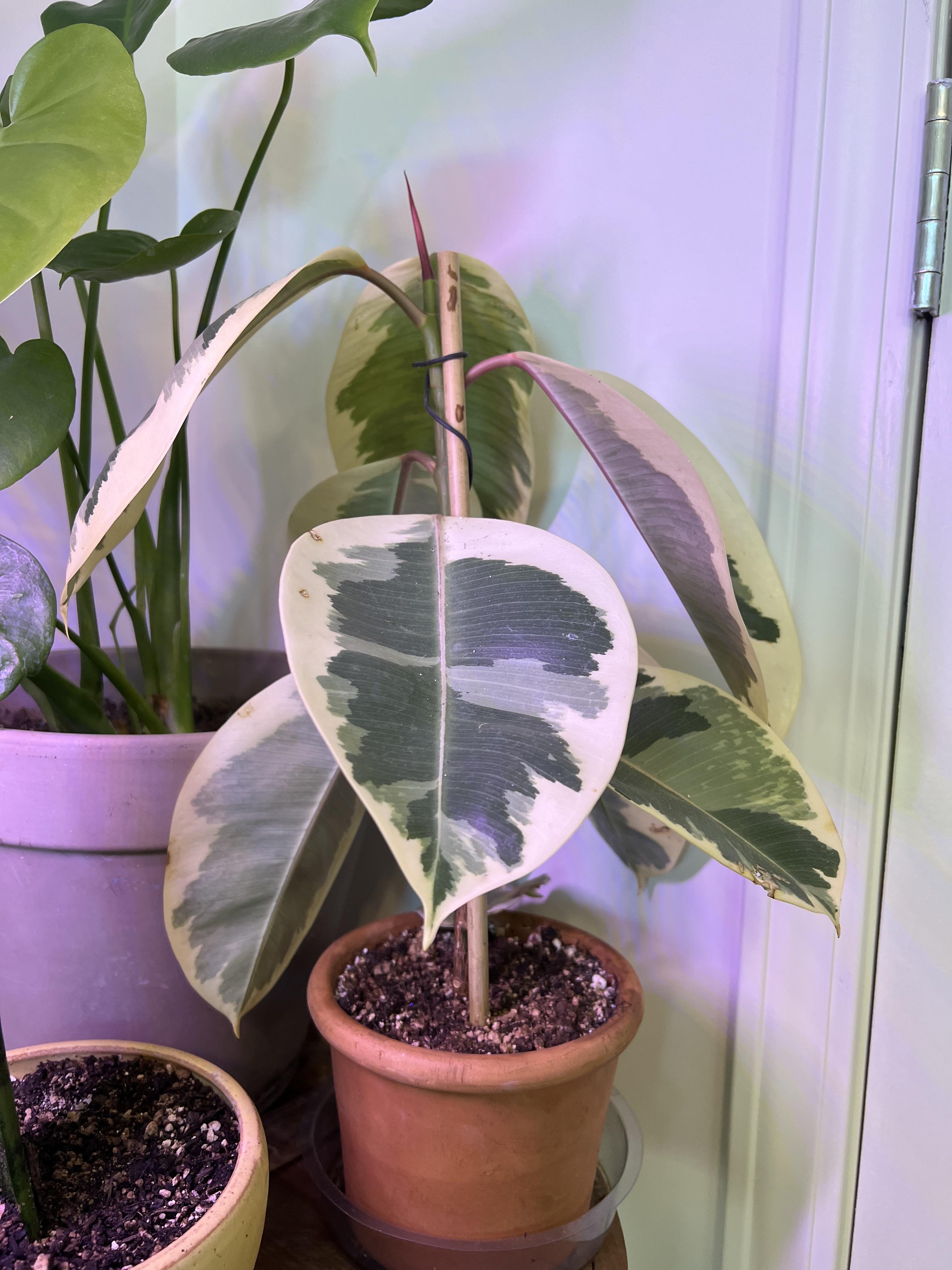 Anyone know why my rubber tree is droopy? r/plants